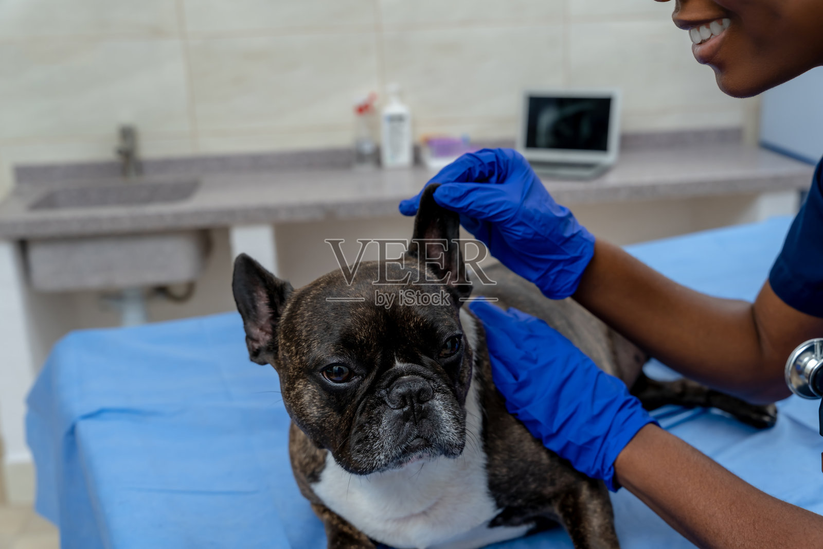 微笑友好的兽医正在检查一只狗照片摄影图片