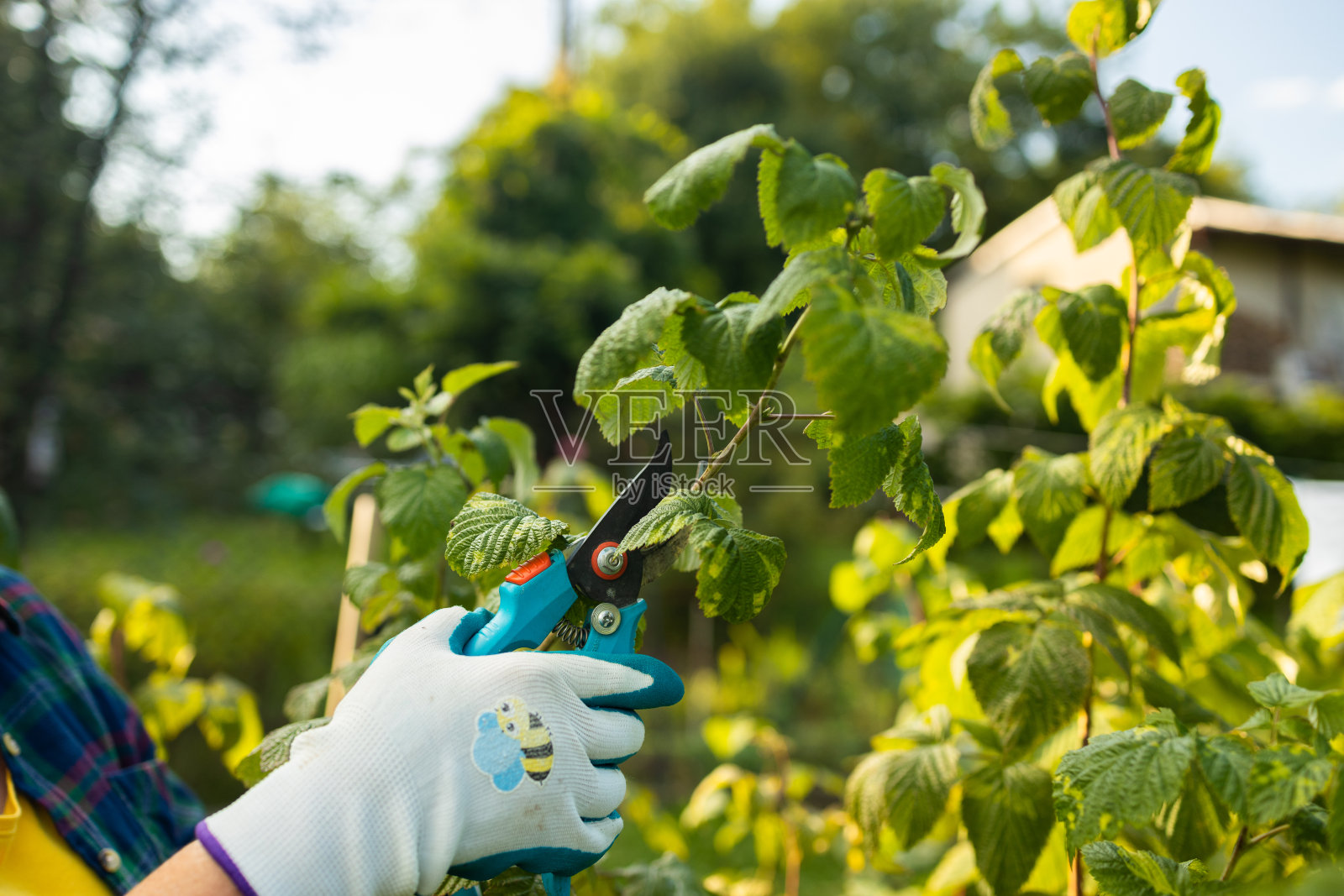 修剪覆盆子丛。秋天的园艺工作。戴着手套的手照片摄影图片