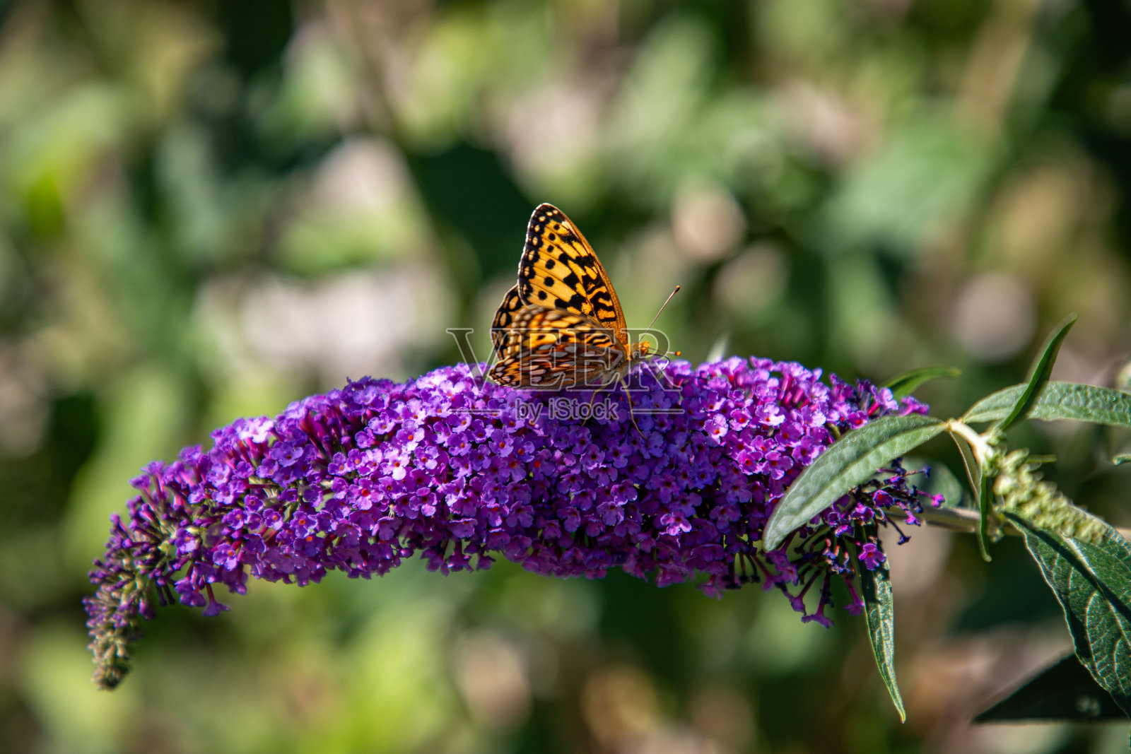 帝王蝶，蝴蝶丛，紫色花，特写，野生动物，美丽，景观，自然，生机勃勃，精致，翅膀，橙色和黑色，传粉者，花蜜，开花，花园，花卉，错综复杂，图案，自然美，丰富多彩，细节，宏观照片摄影图片