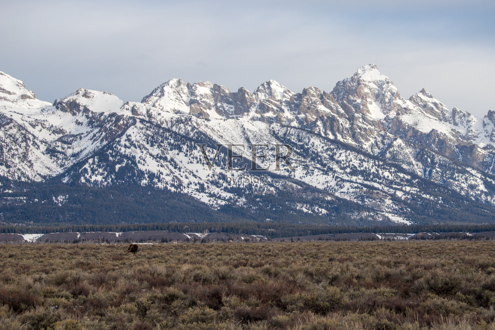 野生驼鹿，提顿山脉，大提顿国家公园，杰克逊，美国怀俄明州，野生动物，雄伟，山脉，风景，自然美景，国家公园，荒野，冒险，探索，自然，惊险，全景，景色，崎岖，景观，野生照片摄影图片