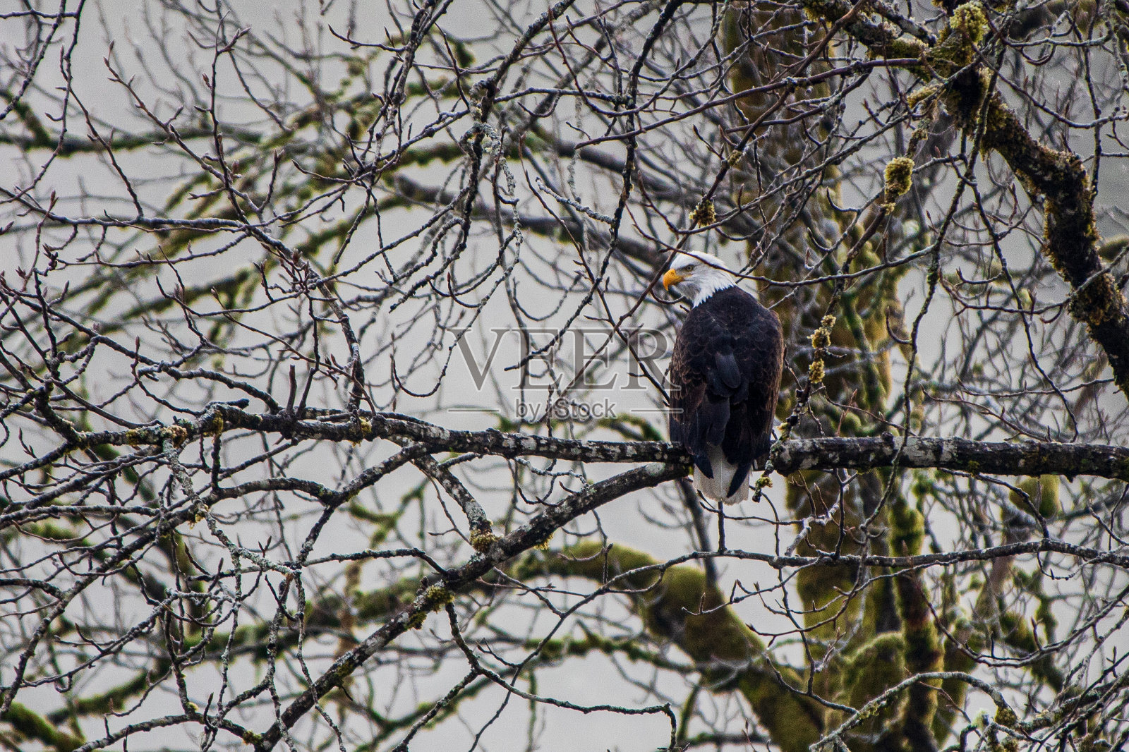 秃鹰，栖息在不列颠哥伦比亚省斯阔米什的布拉肯代尔，野生动物，雄伟，猛禽，鸟类，飞翔，自然，羽毛，喙，爪，强大，掠食者，翼展，飞行，锐利的眼神，栖息地照片摄影图片