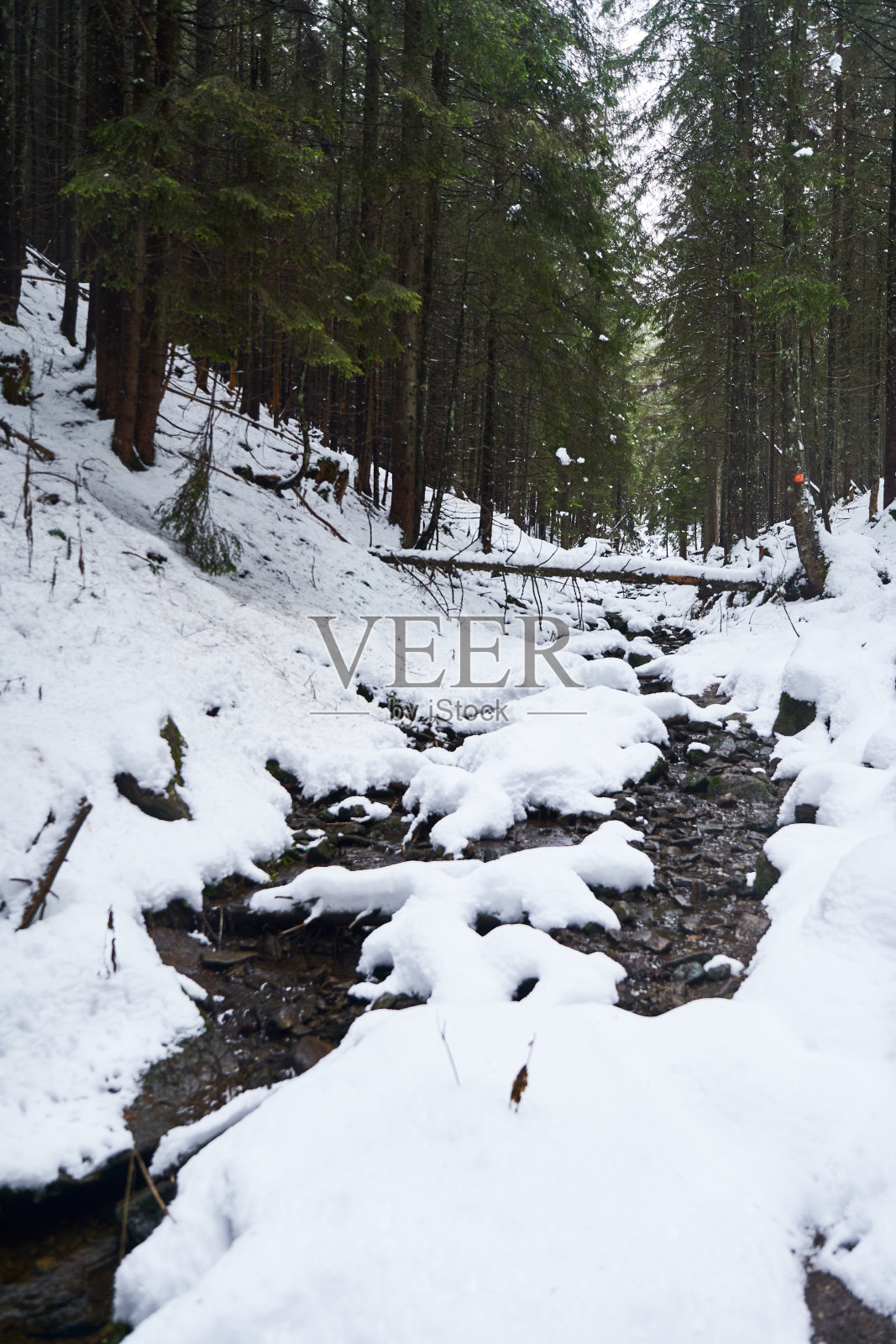 穿过山区冬季森林的雪溪。冬季山上的雪景。喀尔巴阡山脉，乌克兰照片摄影图片