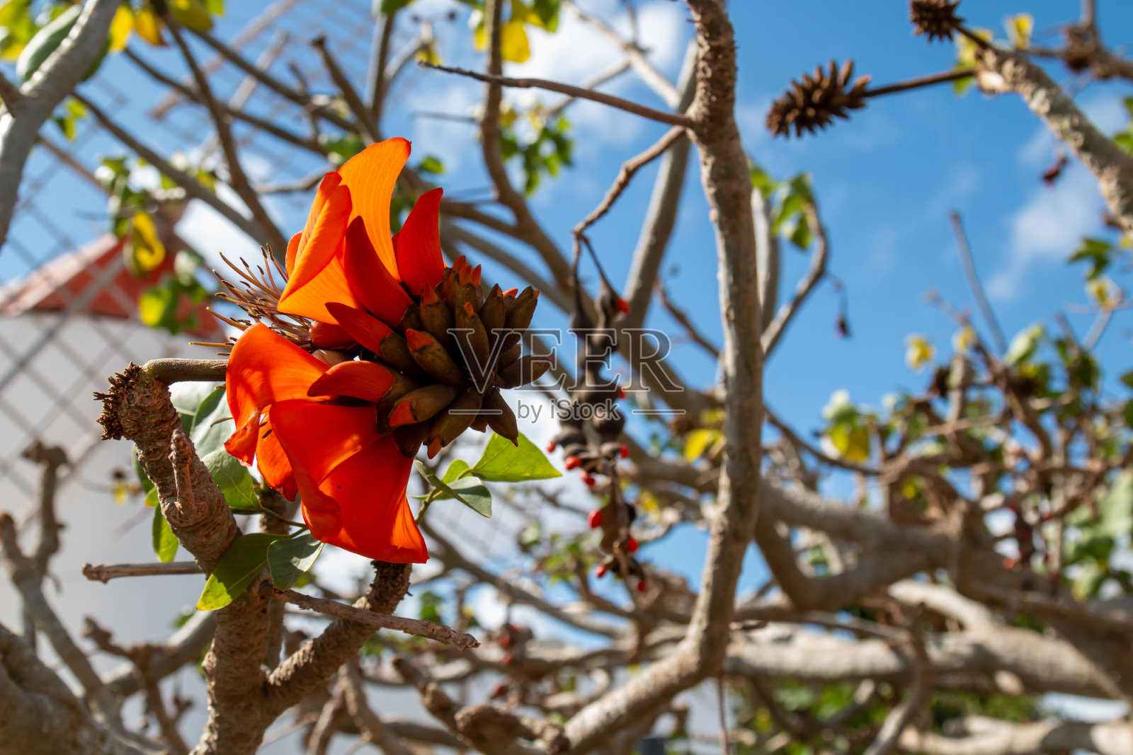 西班牙赤藓属桔黄色花照片摄影图片