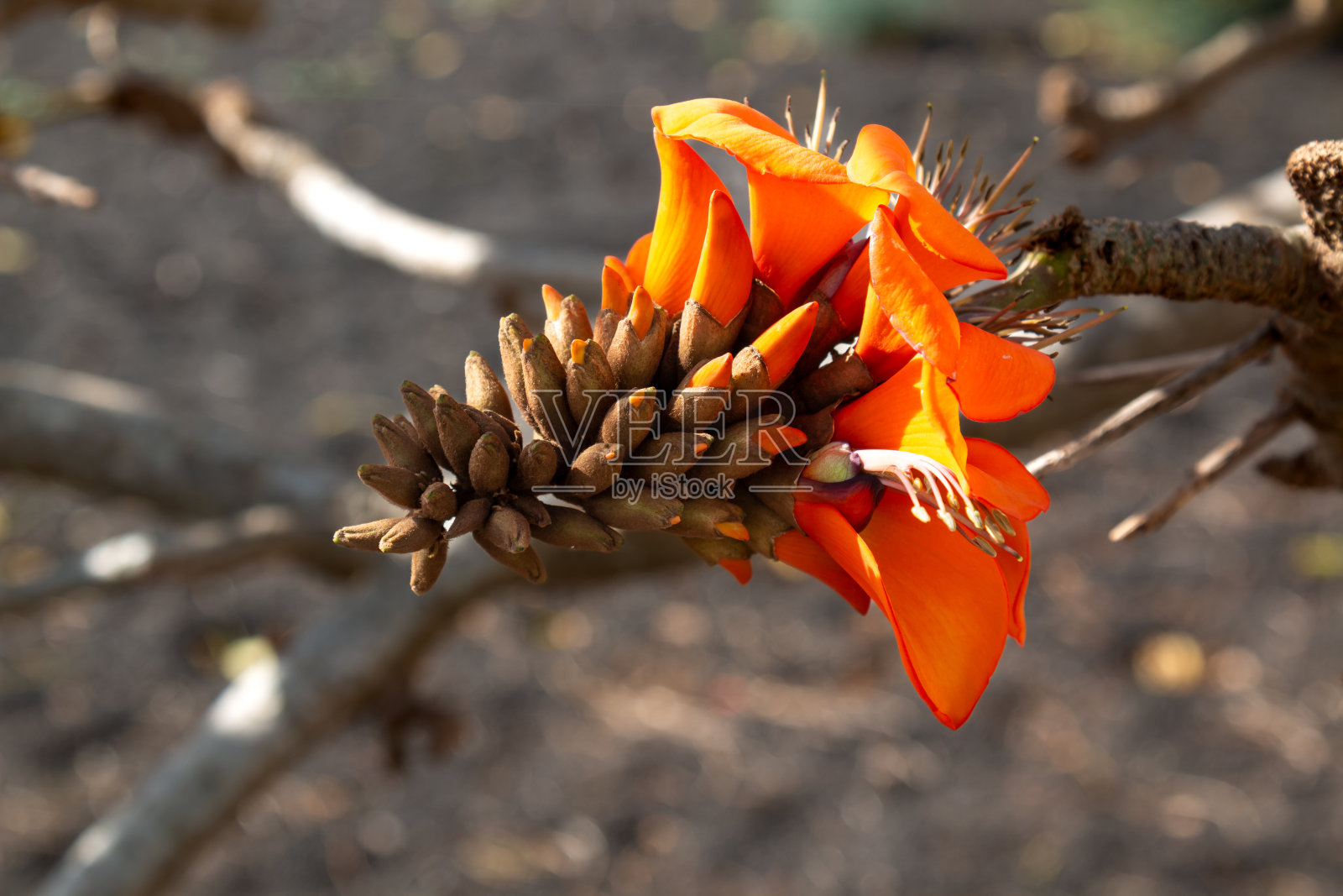 西班牙赤藓属桔黄色花照片摄影图片