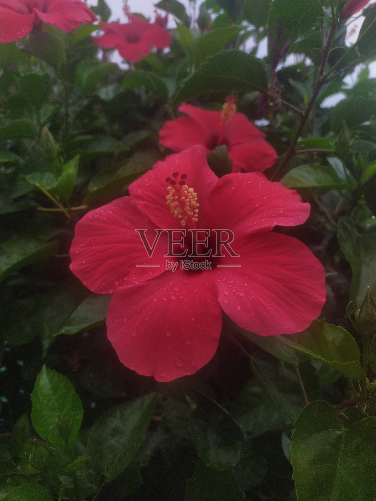 芙蓉花照片摄影图片