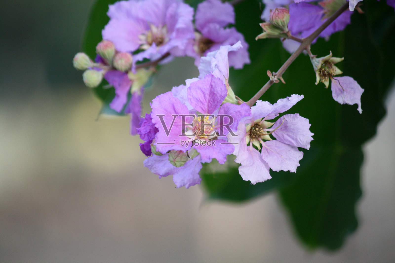 印度的骄傲(Lagerstroemia speciosa)的花从粉红色到紫色:(图片来源:Sanjiv Shukla)照片摄影图片