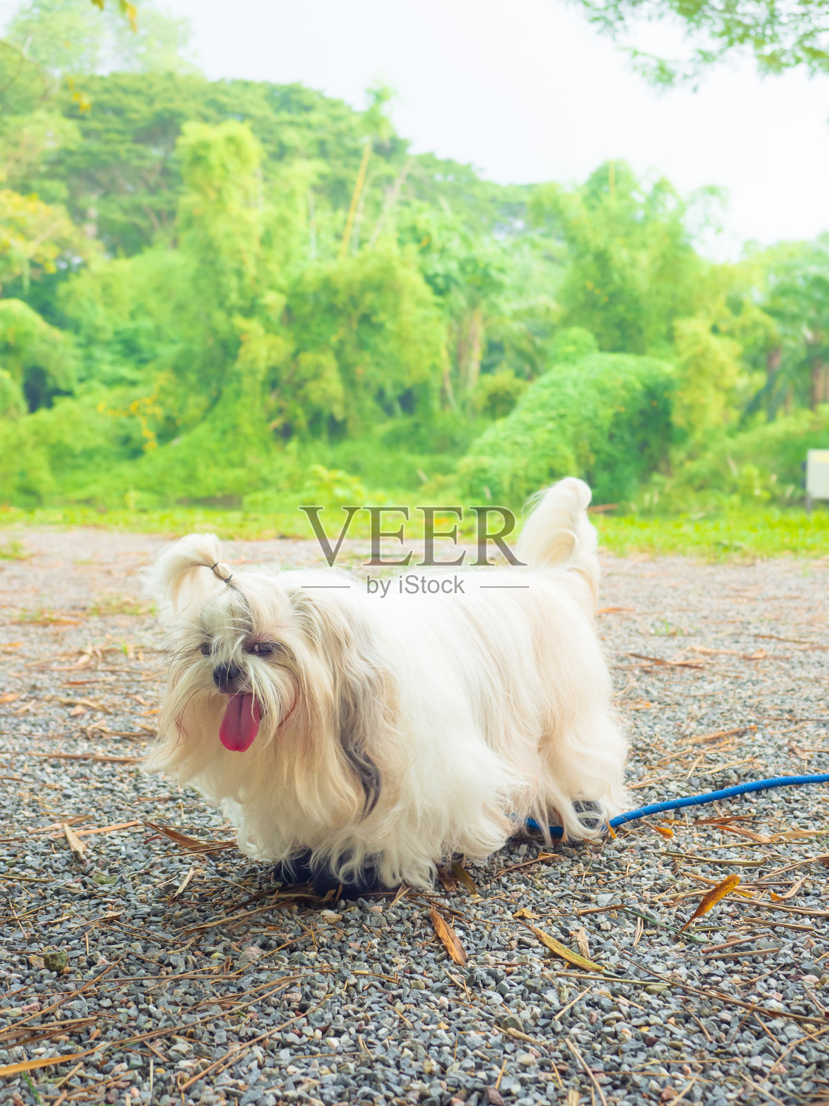 有中暑症状的西施犬在晴天。照片摄影图片