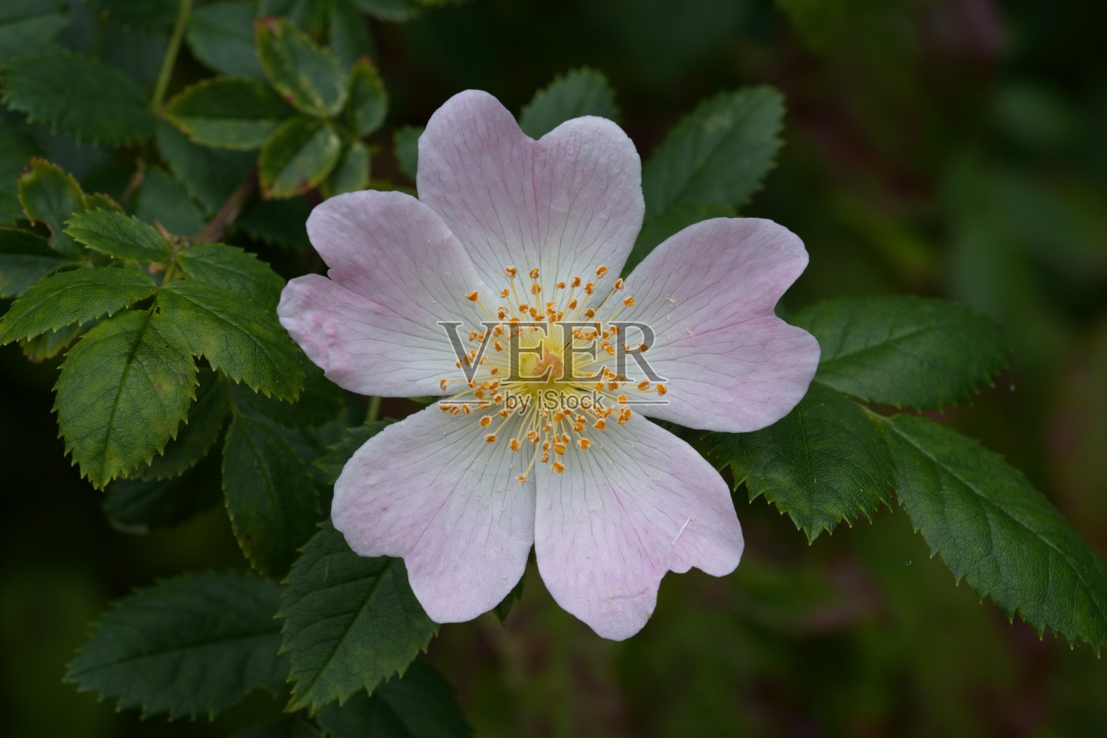 小叶甜野蔷薇，或野蔷薇花照片摄影图片