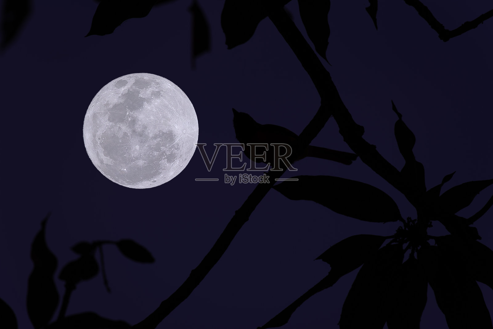 月圆夜鸟枝剪影。照片摄影图片