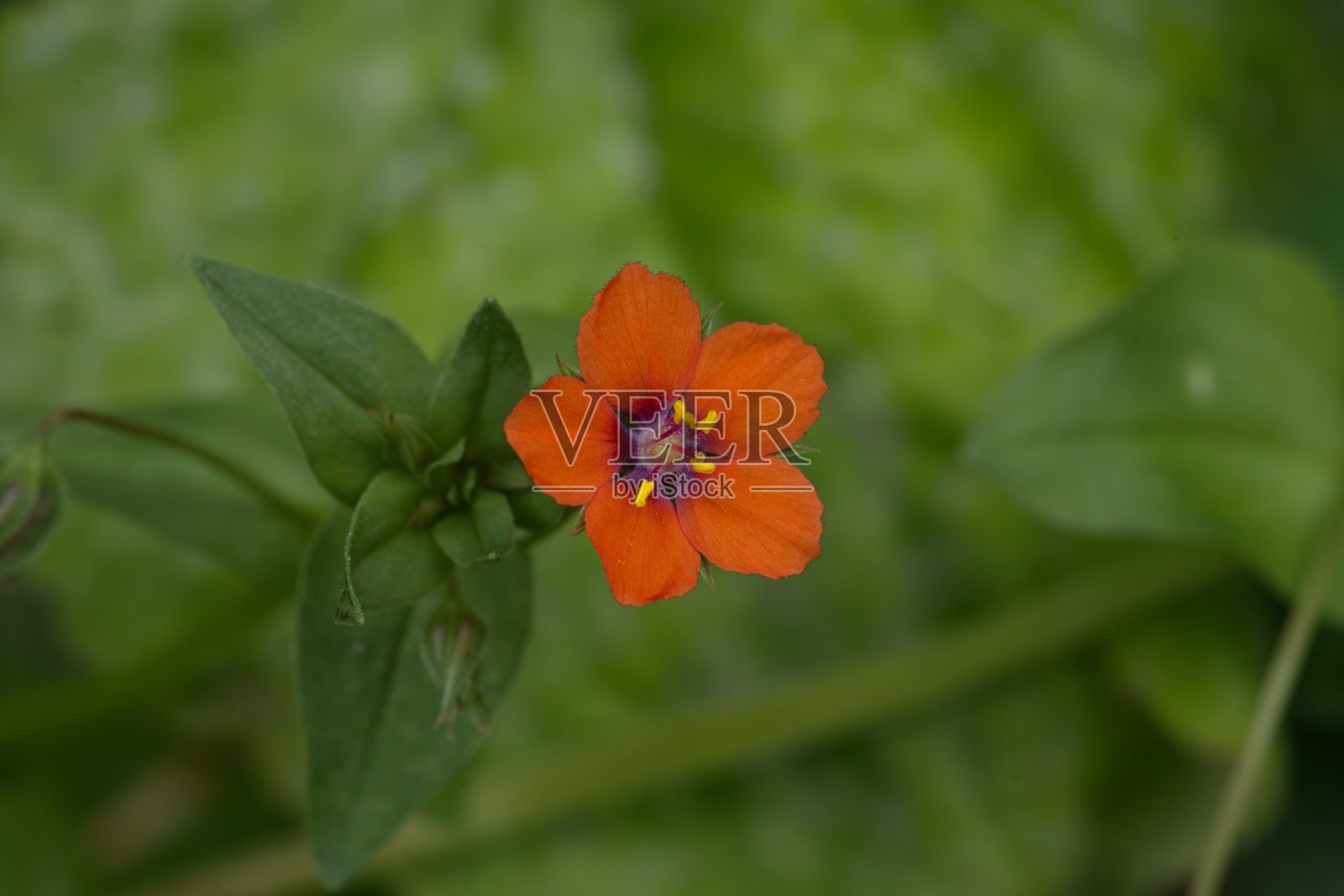 鲜红的罂粟花，红色的繁缕花照片摄影图片