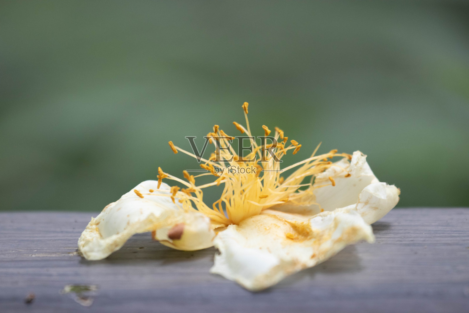 近距离观察篱笆上的干白花照片摄影图片