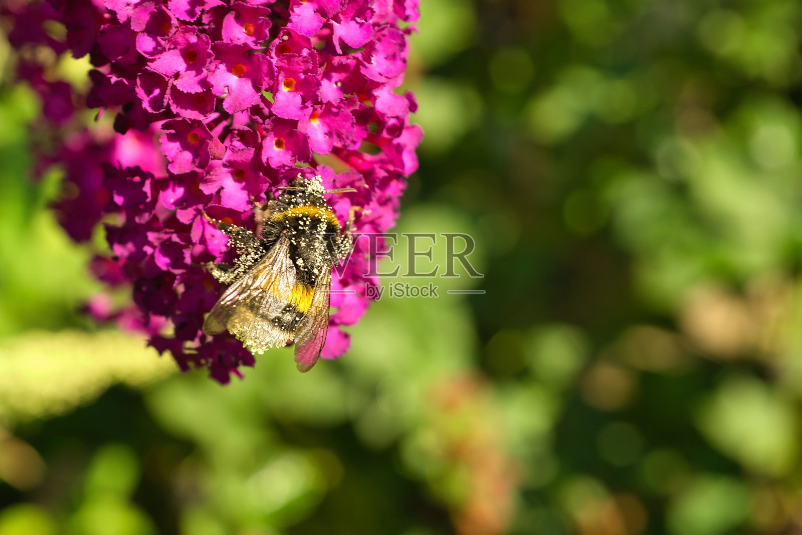 大黄蜂在一朵花上采集花蜜。自然界中有花粉的花上的昆虫照片摄影图片