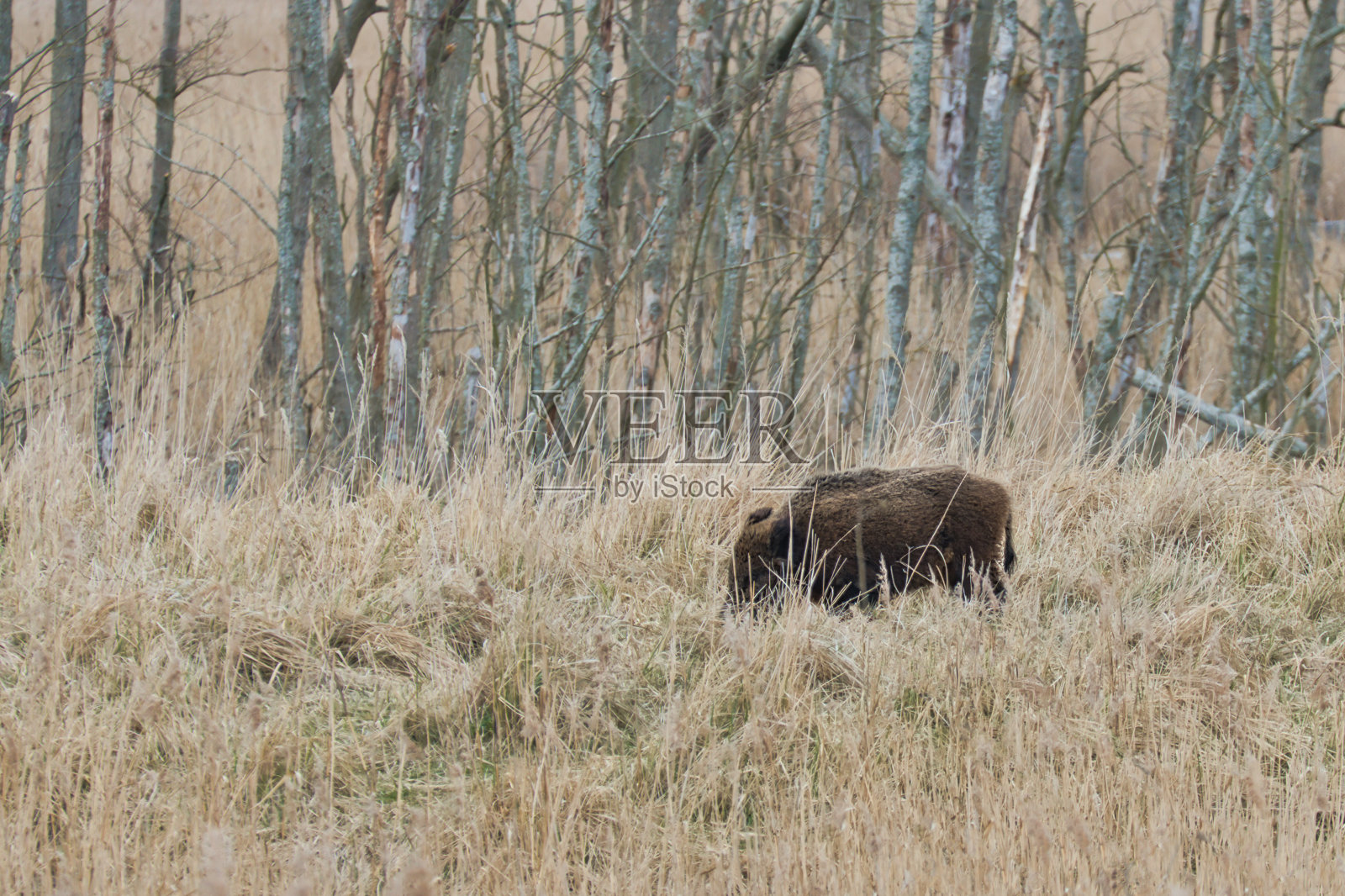 野猪在森林空地前，草地上有小树照片摄影图片