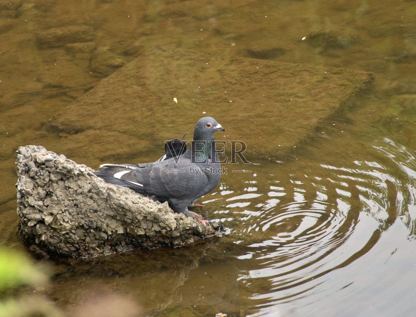 鸽子洗澡照片摄影图片