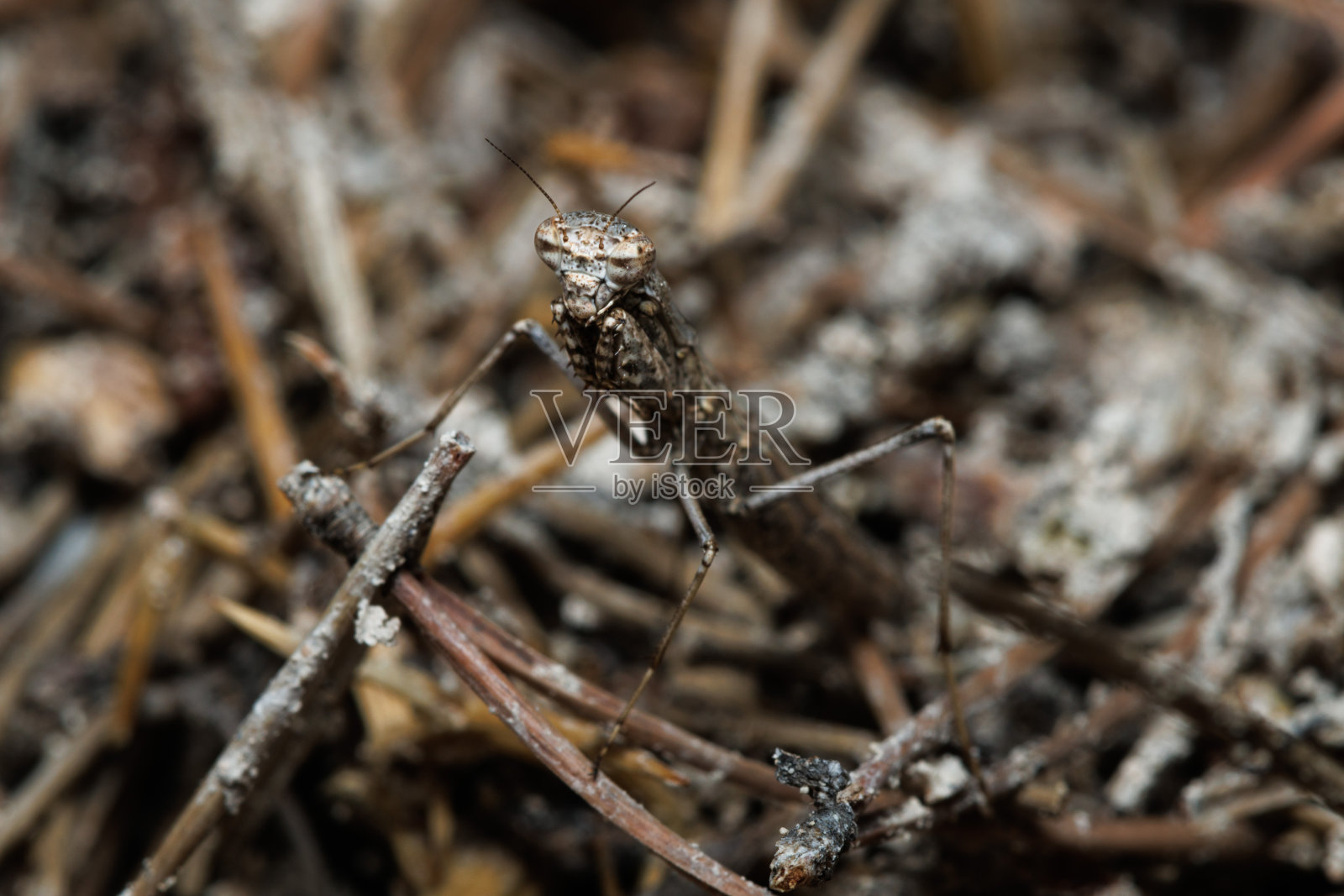 小螳螂在其自然栖息地的地螳螂幼虫照片摄影图片