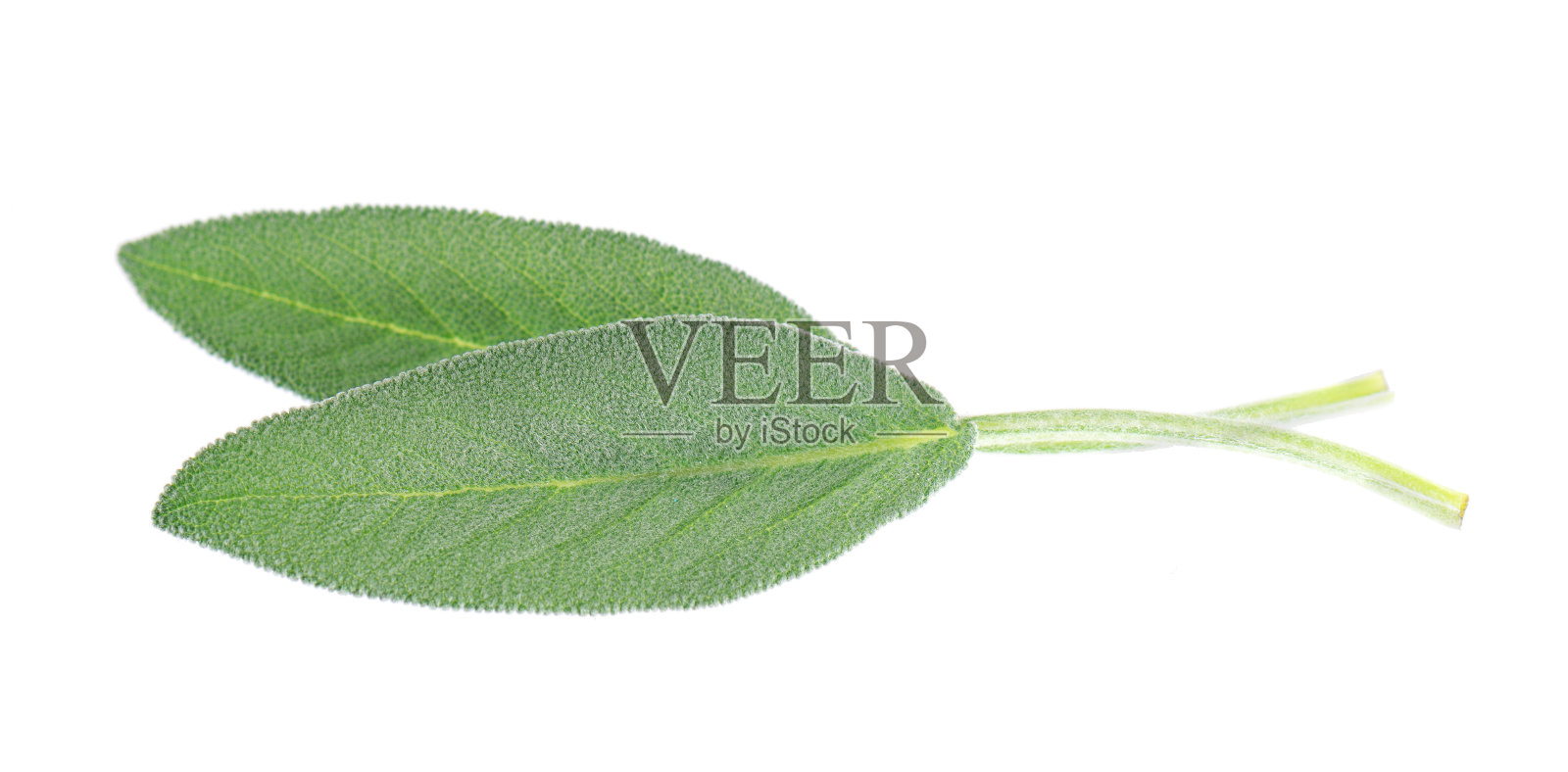 新鲜鼠尾草叶子孤立在白色背景。鼠尾草叶。药用和烹饪草本植物。剪切路径。照片摄影图片