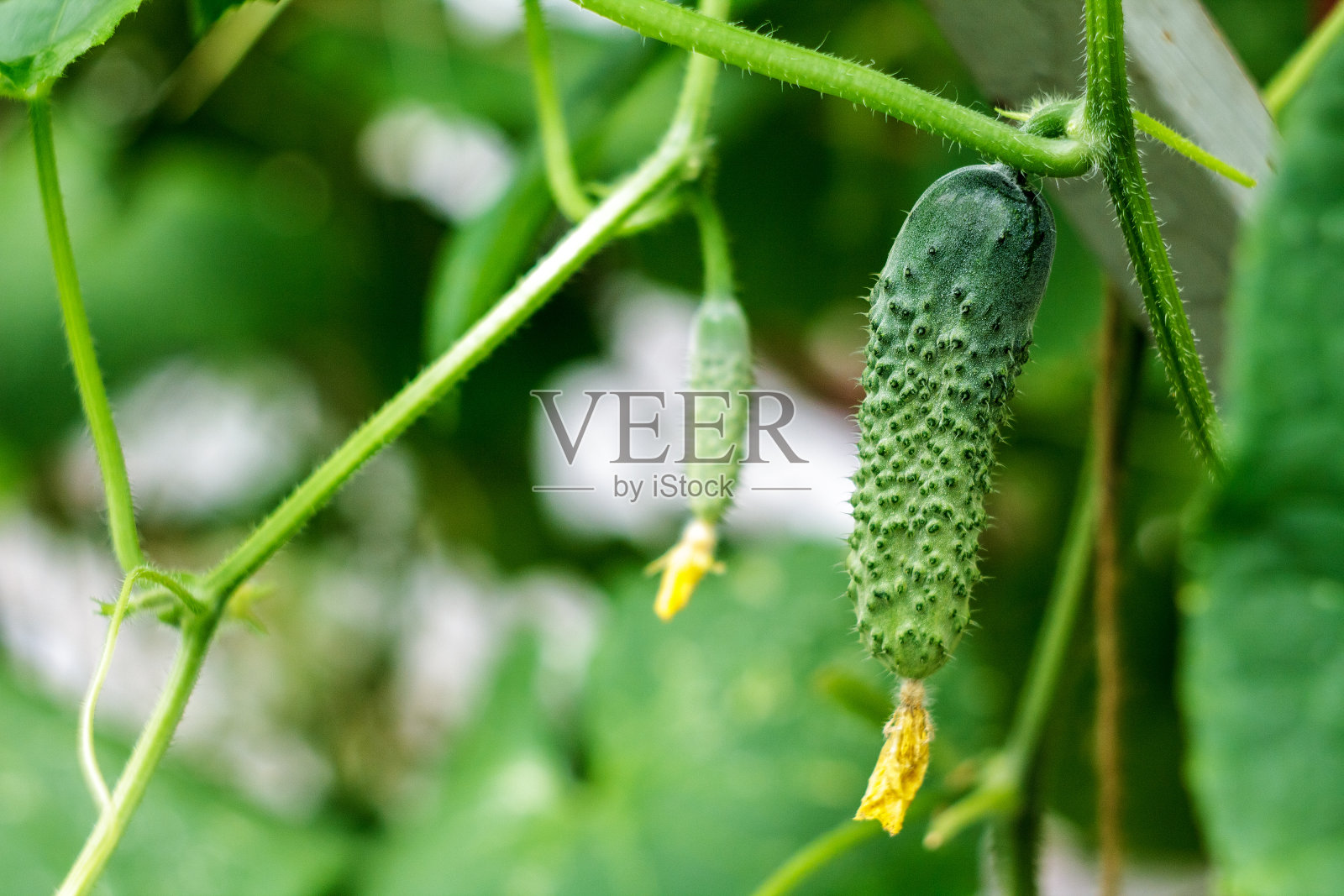 新鲜黄瓜照片摄影图片