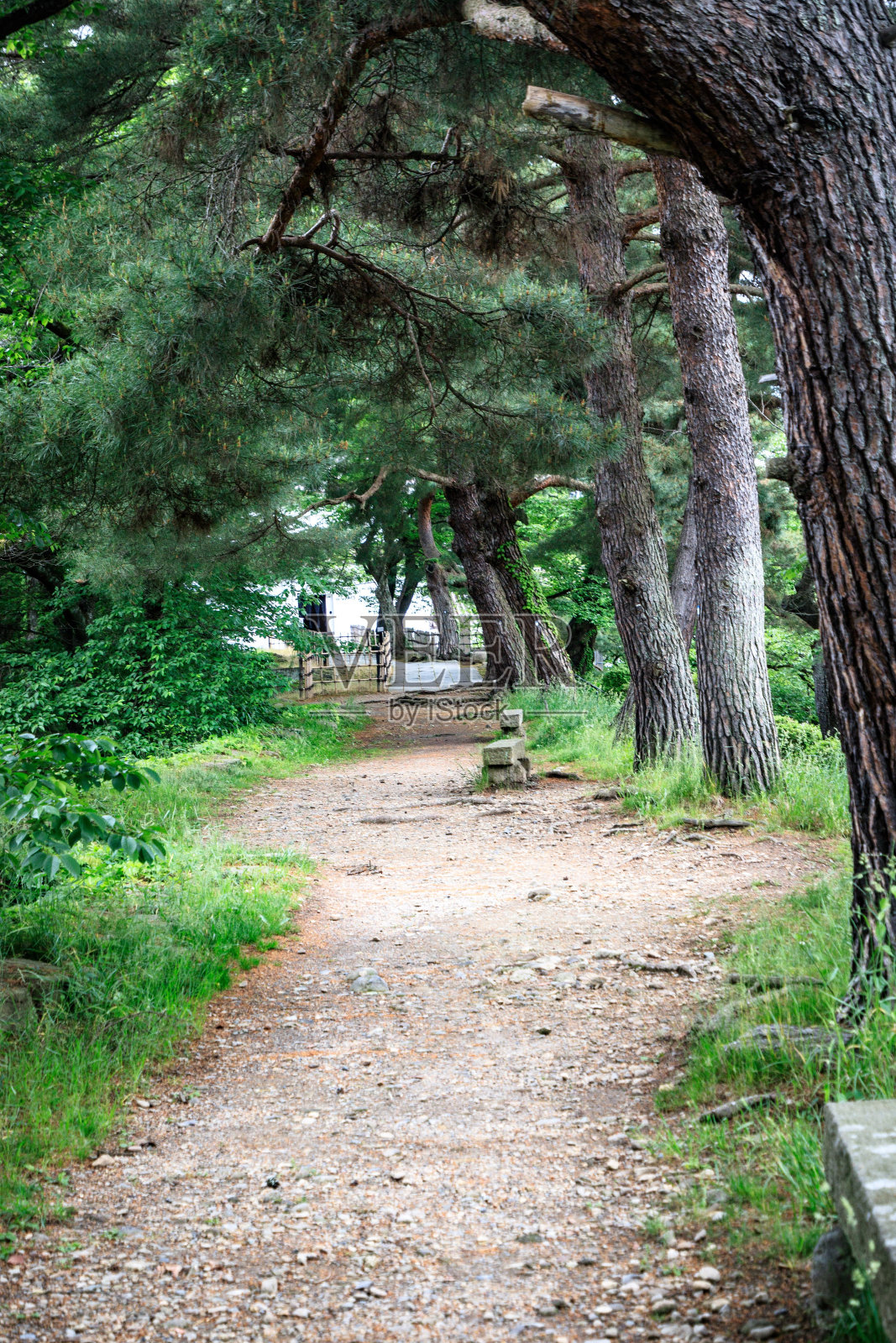 低语的松树:宁静的森林之旅照片摄影图片