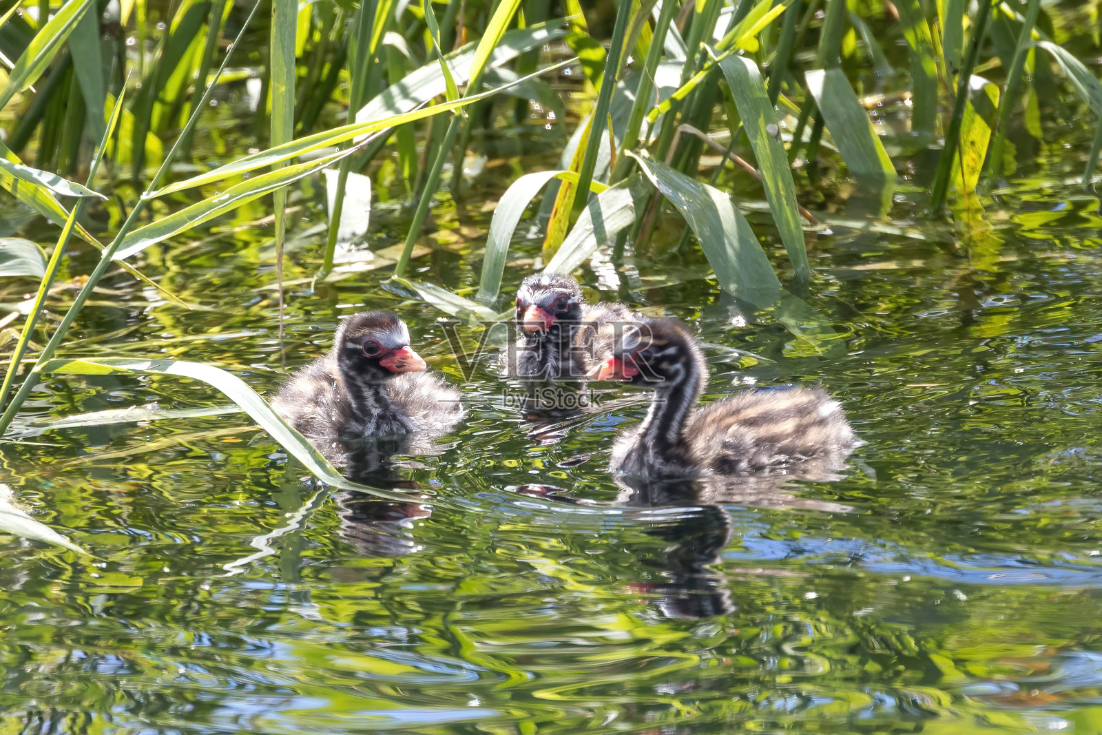 河里的小灰熊。照片摄影图片