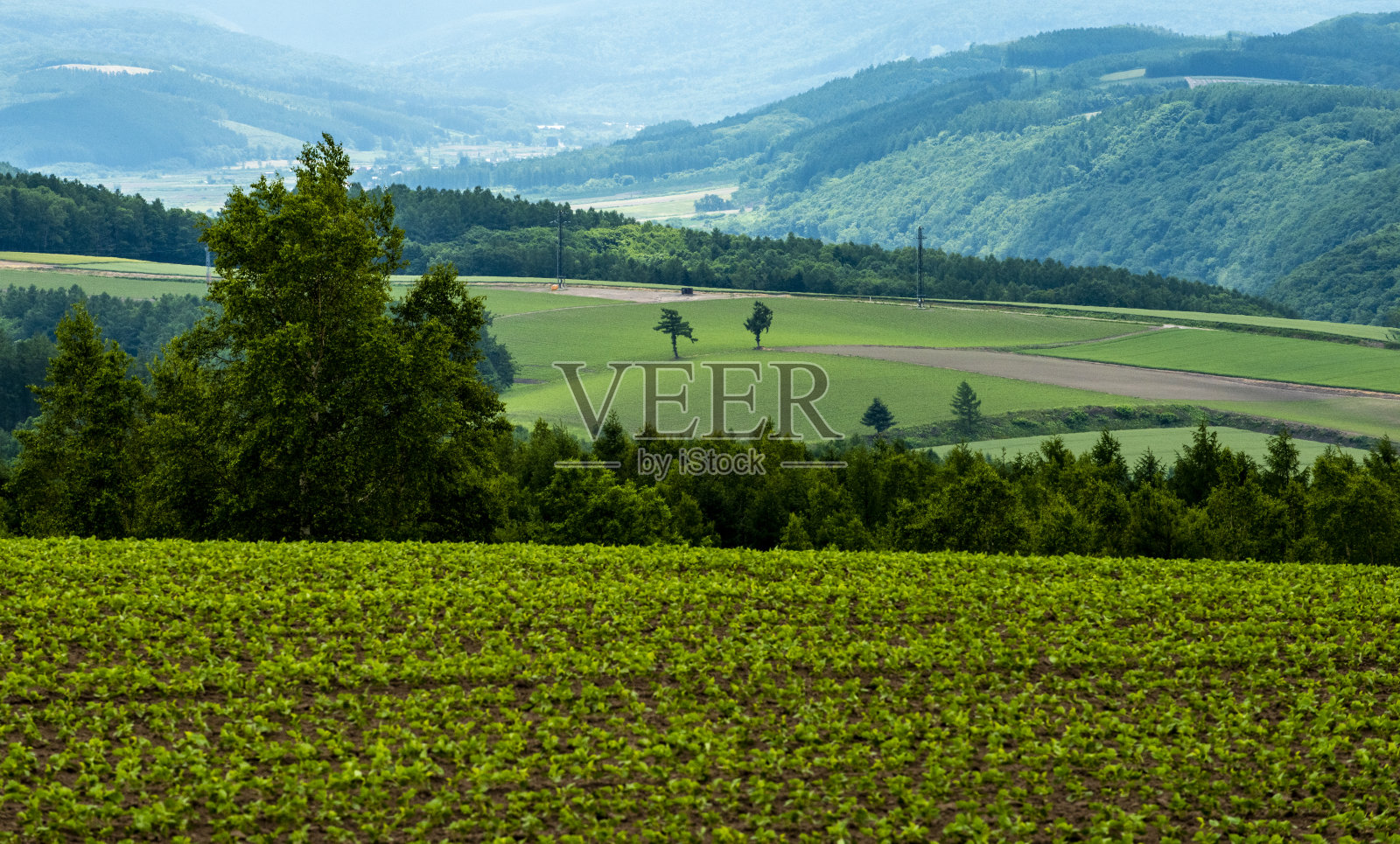 绿色农田上的两棵小树照片摄影图片
