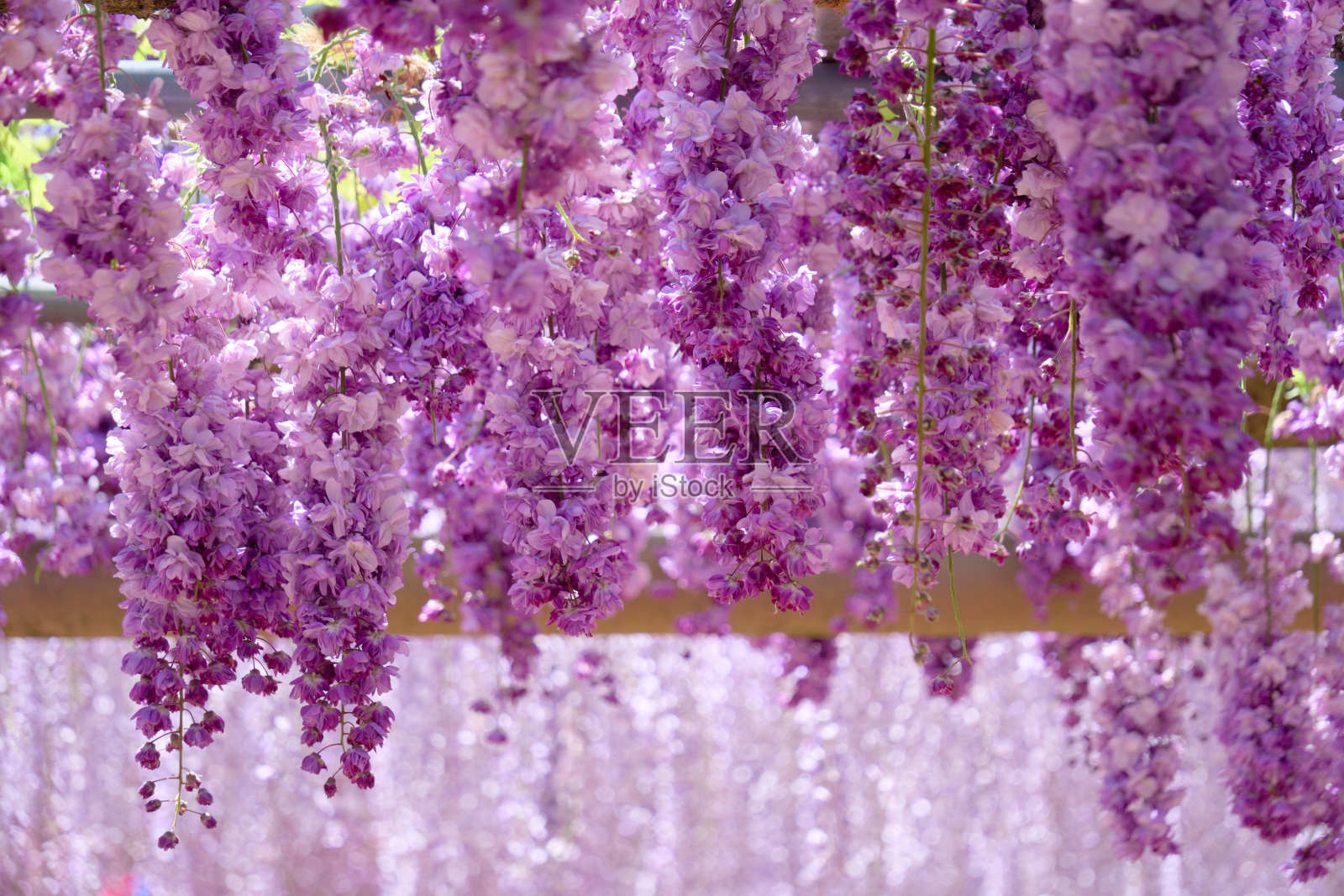 天花板上挂着盛开的紫藤花照片摄影图片