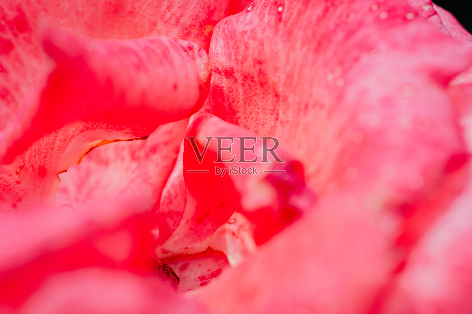 2024年5月，粉色玫瑰盛开照片摄影图片