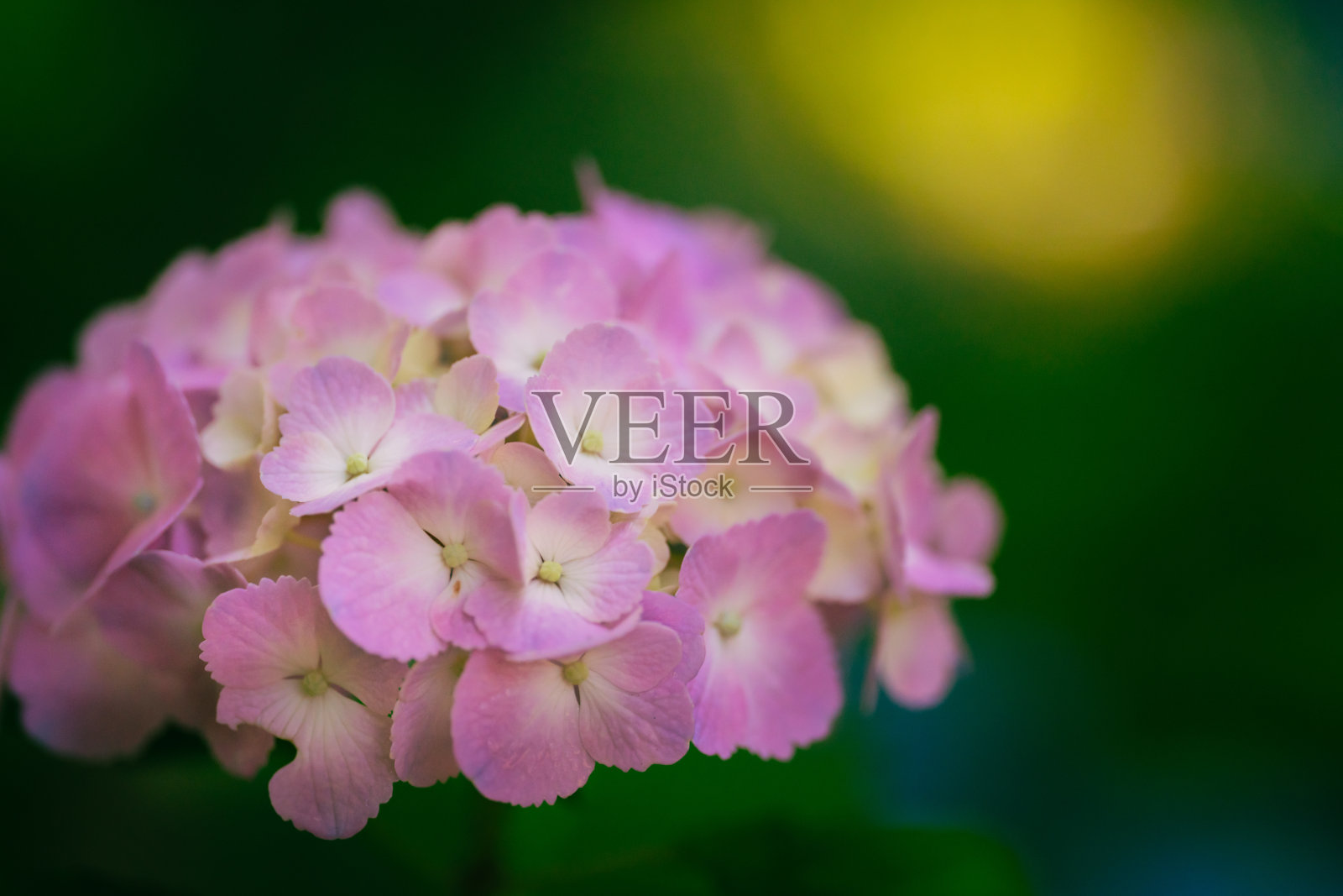 2023年6月，紫色绣球花盛开照片摄影图片