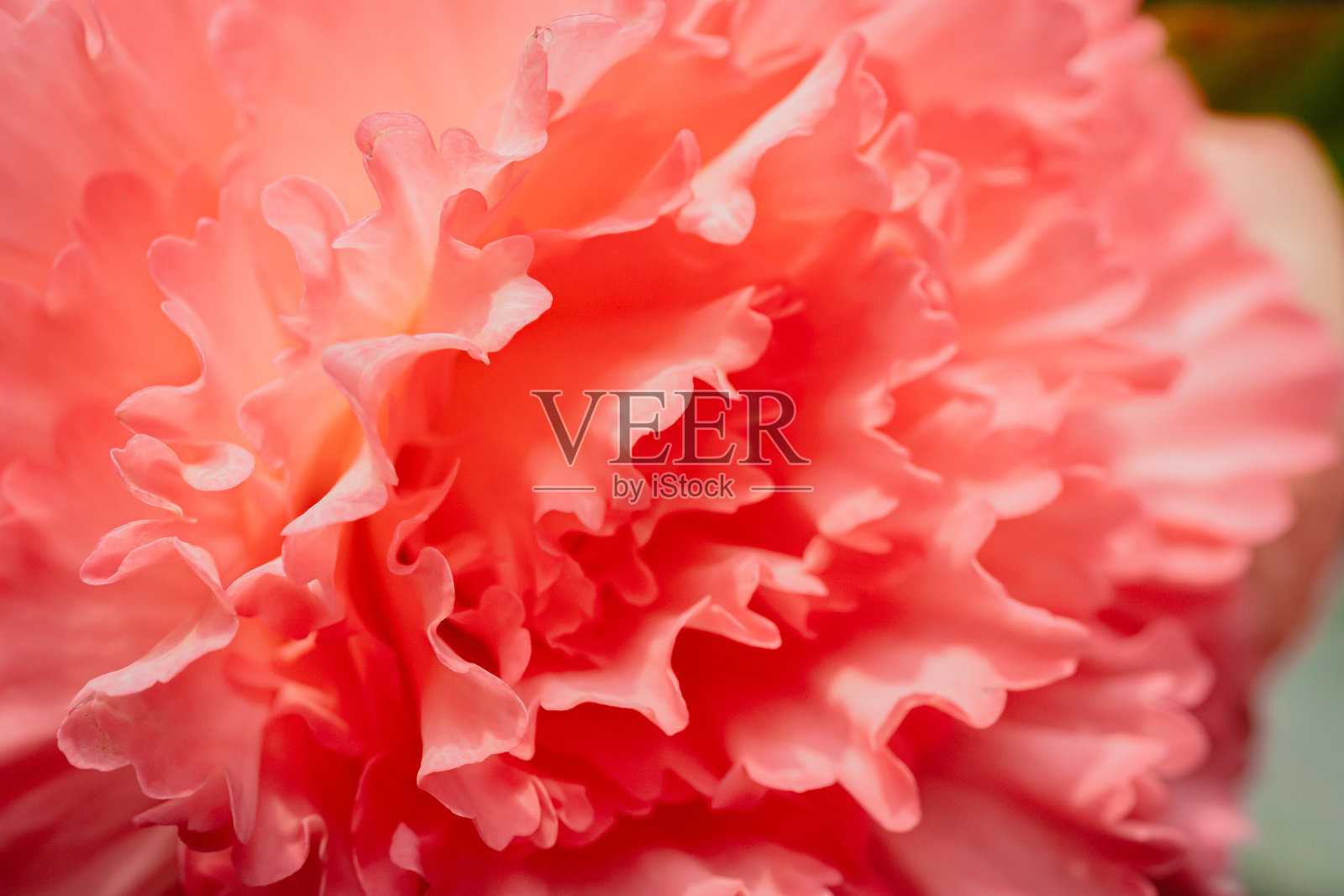 2024年5月，粉色玫瑰盛开照片摄影图片