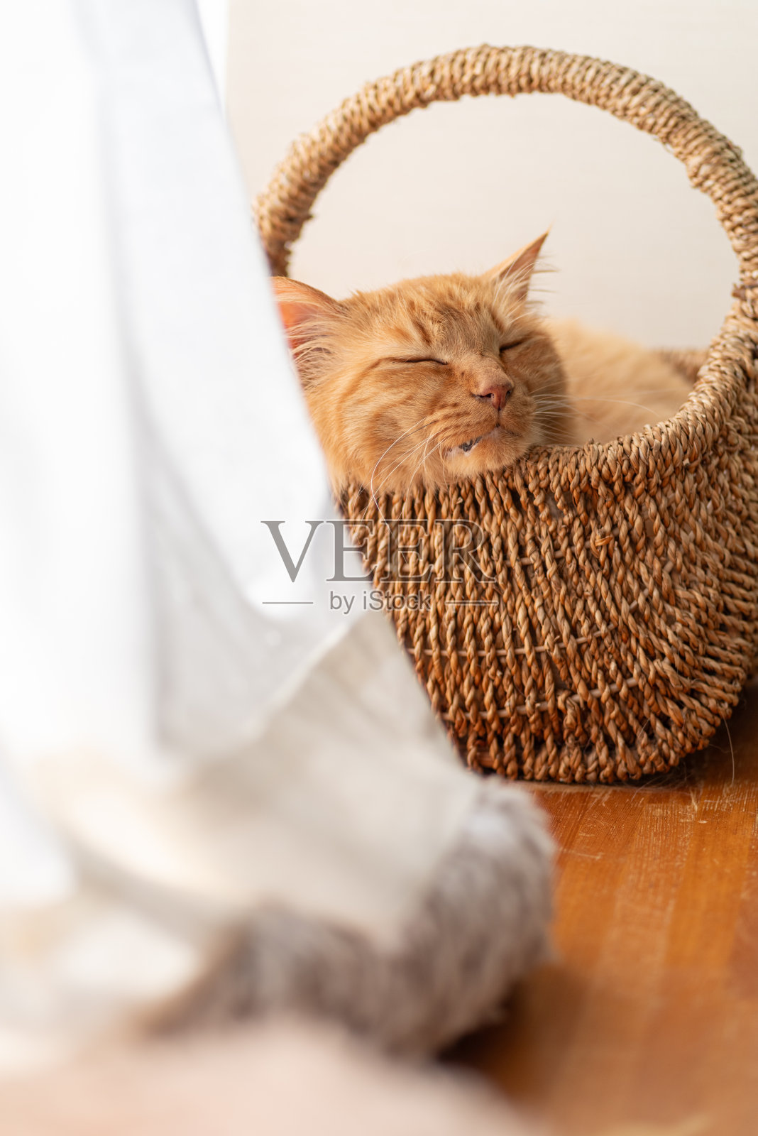 可爱的猫睡在窗边照片摄影图片