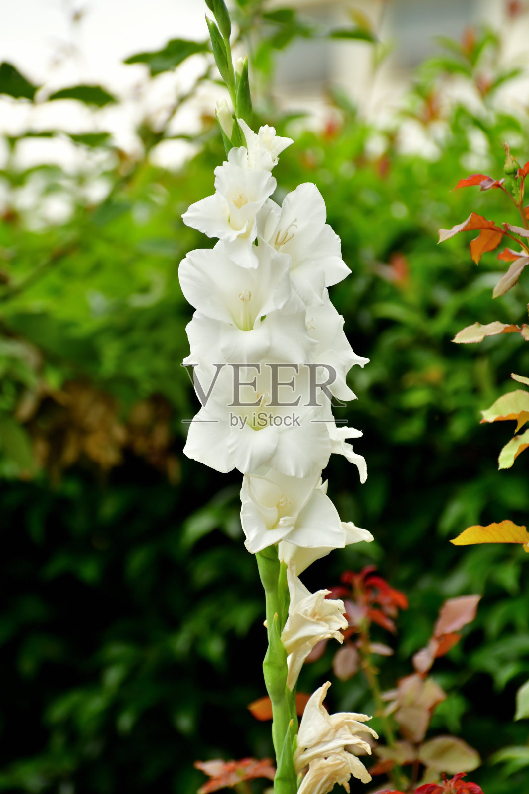 剑兰花/剑百合:优雅，明亮，艳丽的花朵，剑形的叶子照片摄影图片