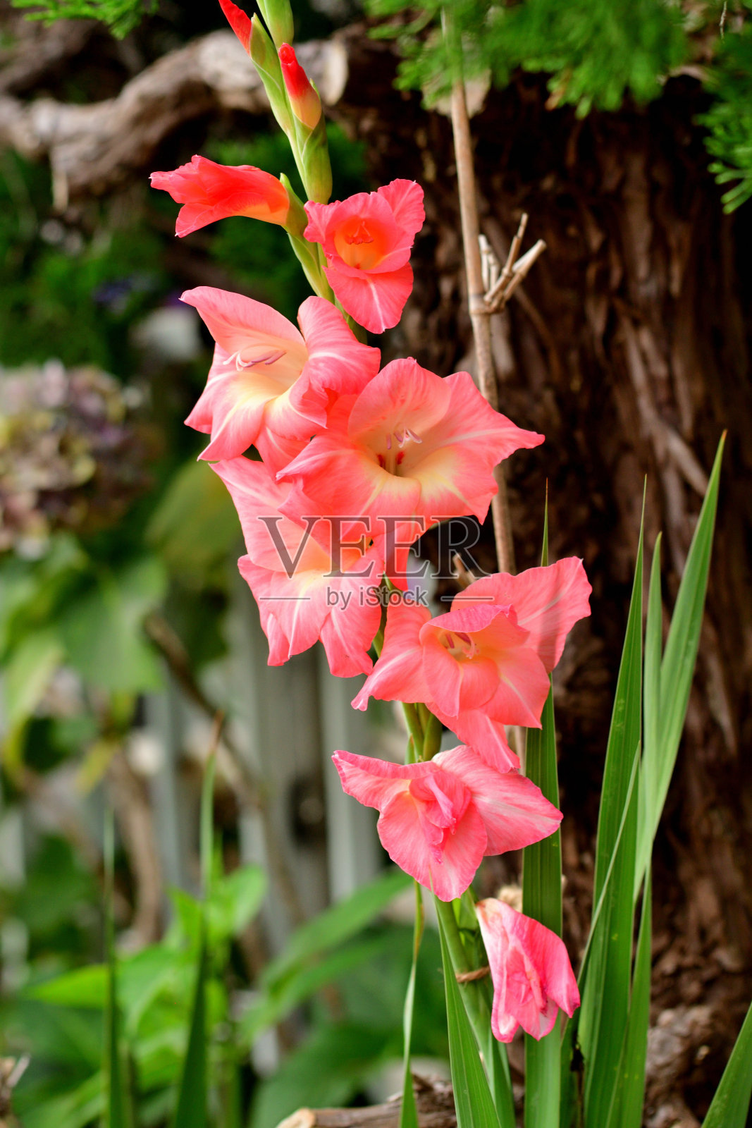 剑兰花/剑百合:优雅，明亮，艳丽的花朵，剑形的叶子照片摄影图片
