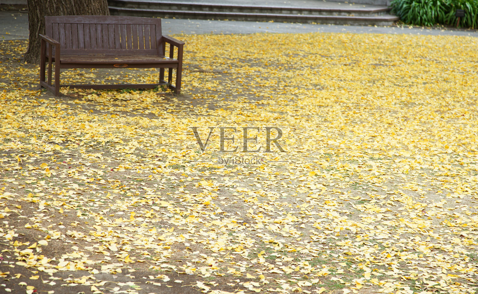 黄色银杏叶照片摄影图片