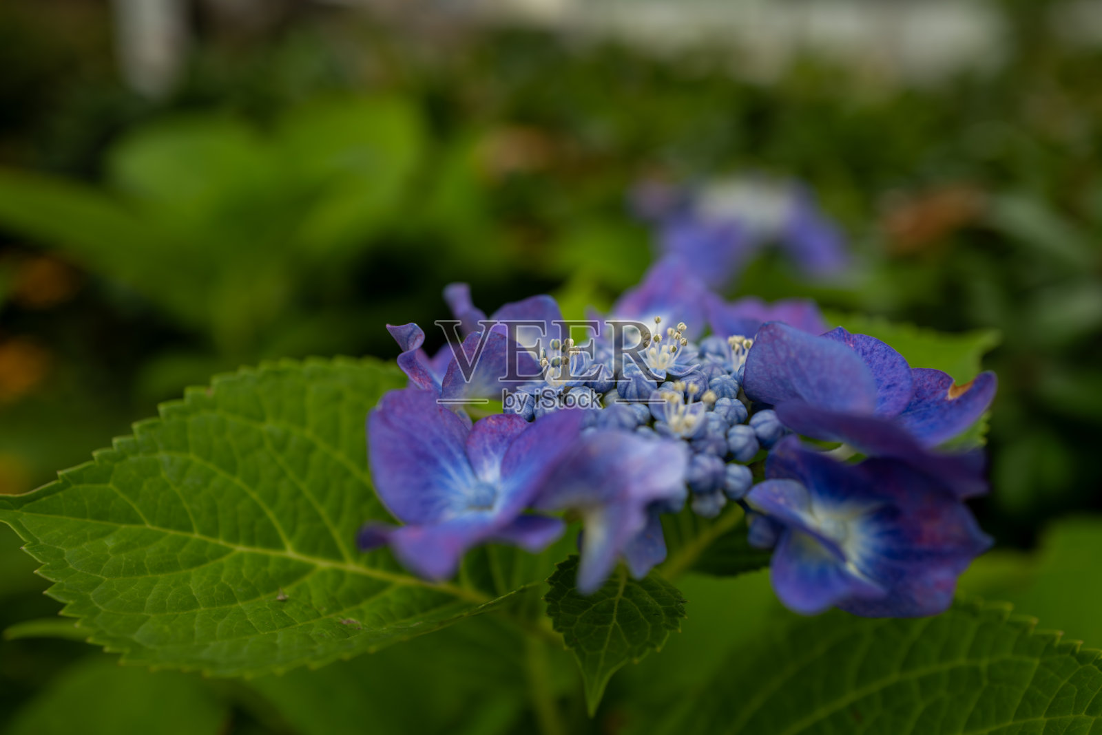 美丽的花边绣球微距拍摄材料。照片摄影图片