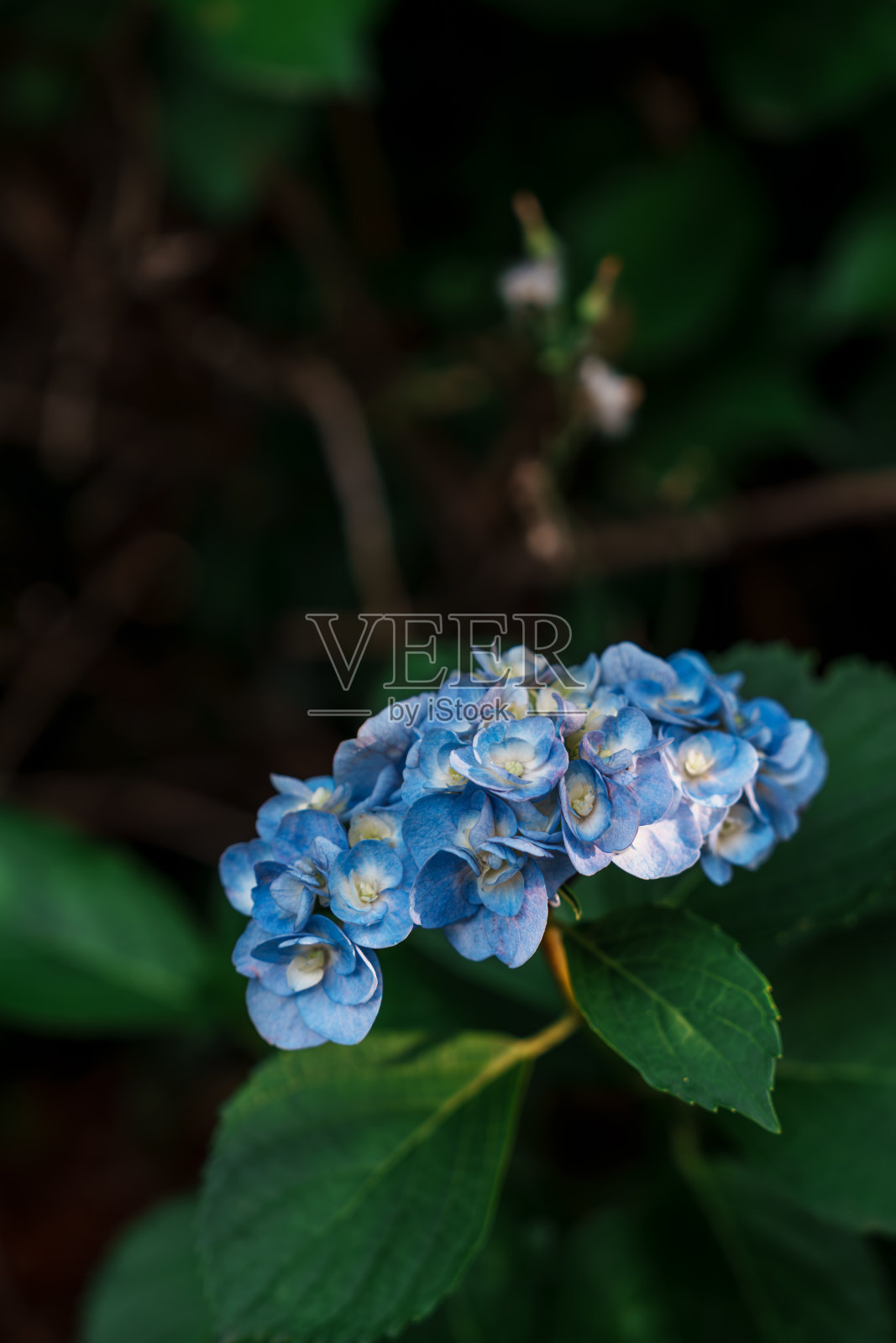 美丽的绣球材料在公园里盛开。照片摄影图片