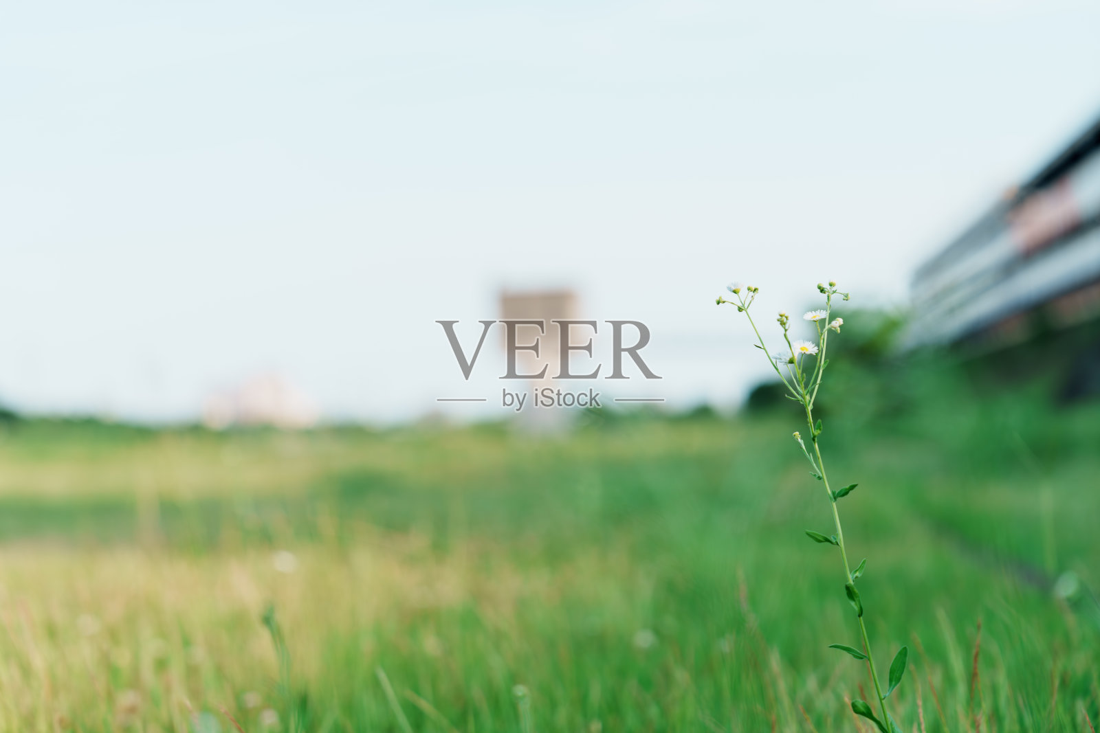 公园广场盛开的雏菊材料照片摄影图片