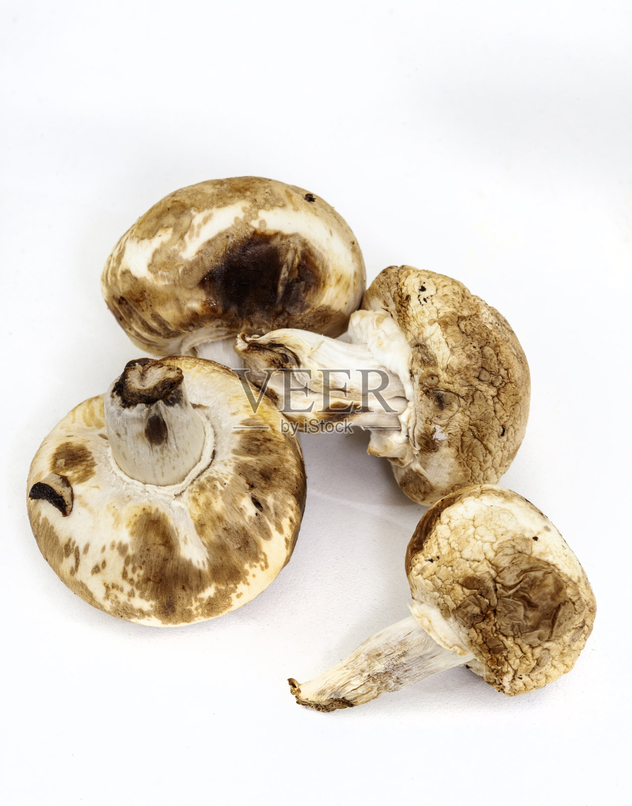 破坏白色纽扣蘑菇照片摄影图片