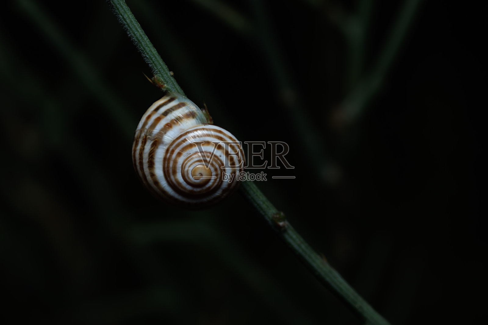 蜗牛Cepaea nemoralis在它的壳中休息与闪光灯照片摄影图片