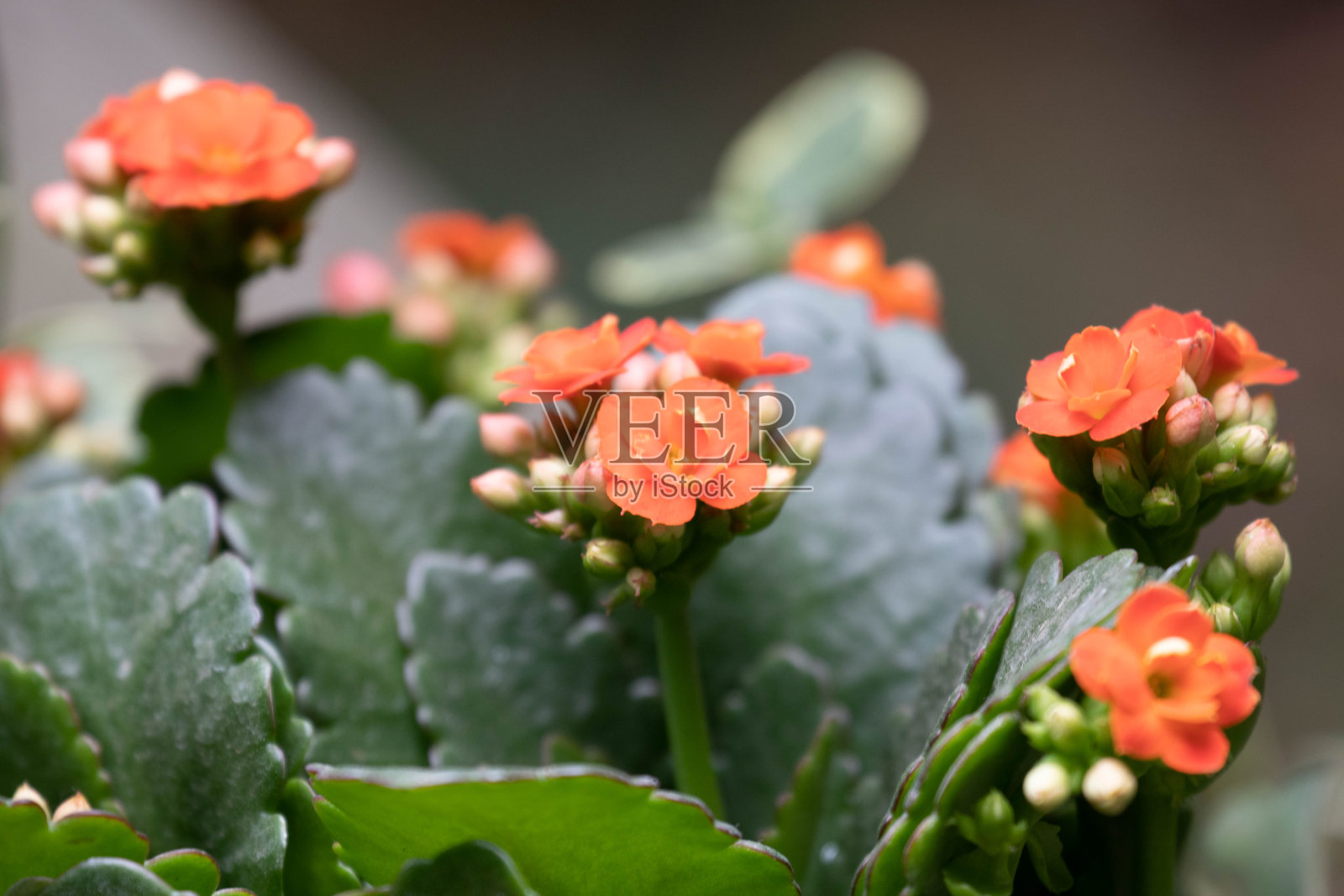 特写美丽的橙色花朵，kalanche blossfeldiana照片摄影图片