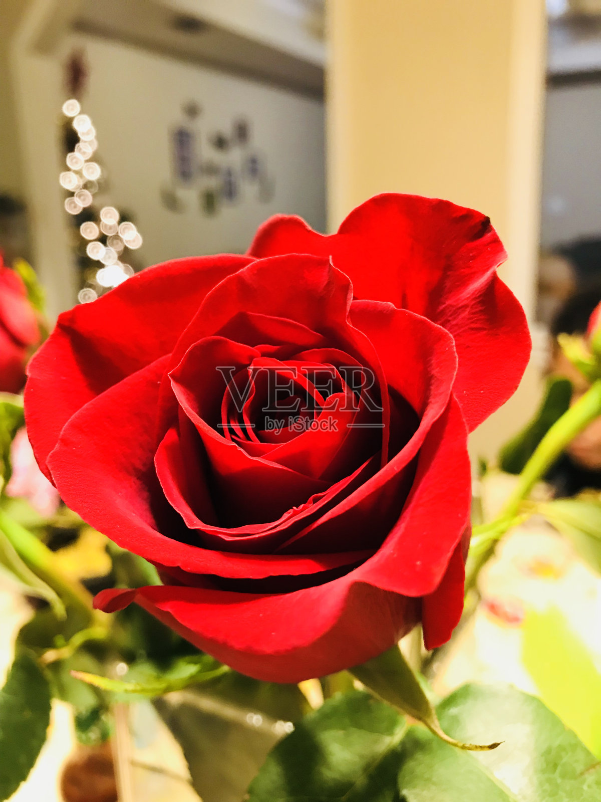 玫瑰是红色的照片摄影图片