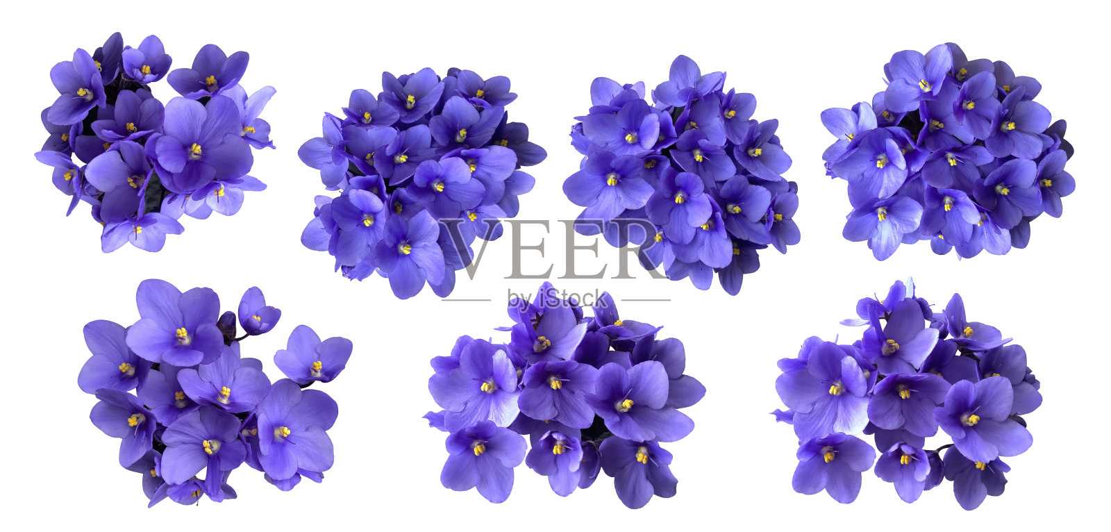 紫罗兰紫罗兰花集，家居植物隔离对象，裁剪路径选择性聚焦，装饰元素为设计，家居装饰理念照片摄影图片