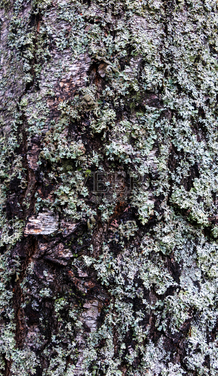 背景浮雕树皮的老桦树与灰色苔藓照片摄影图片