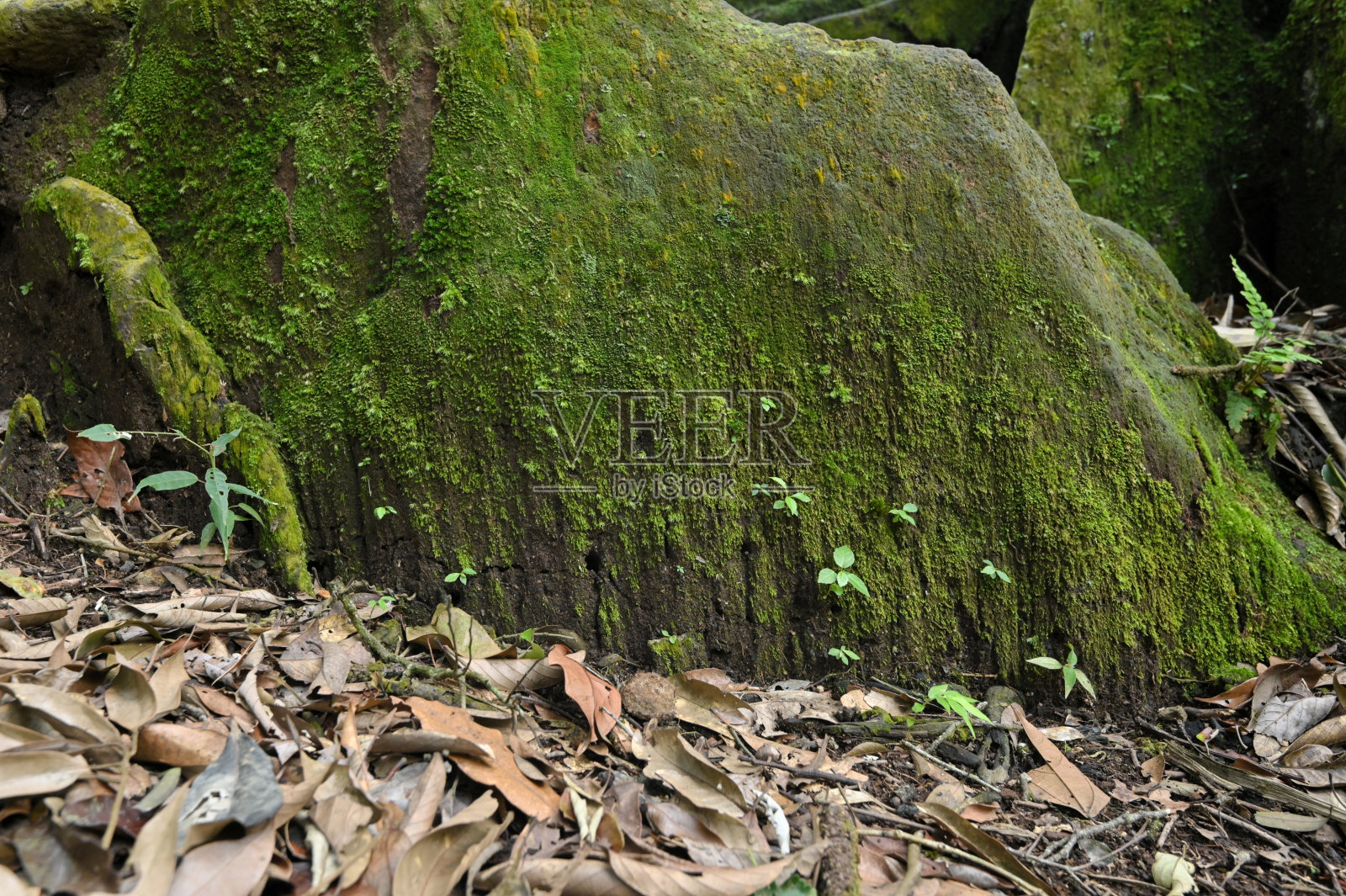 森林里长满苔藓的岩石照片摄影图片