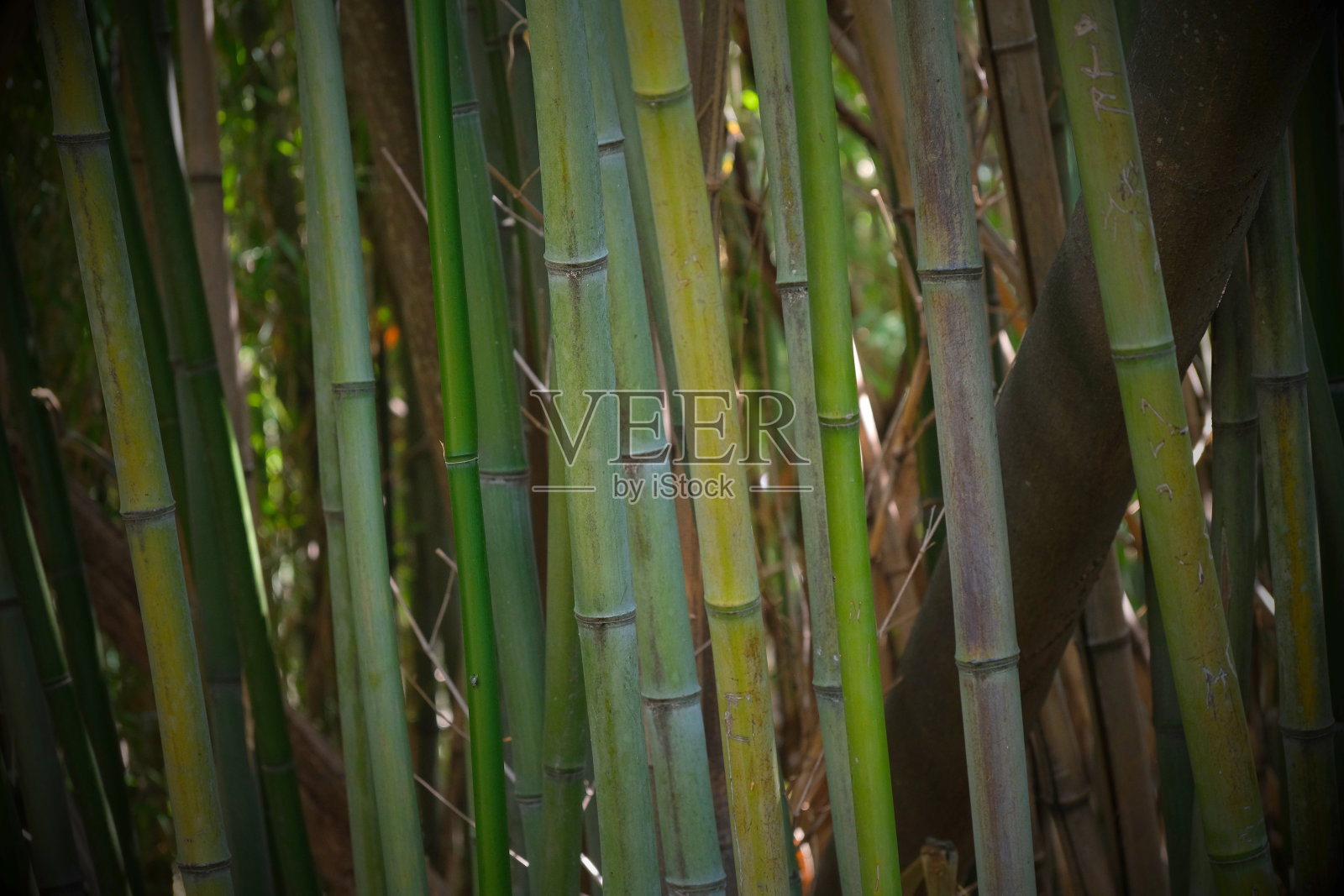 竹子照片摄影图片