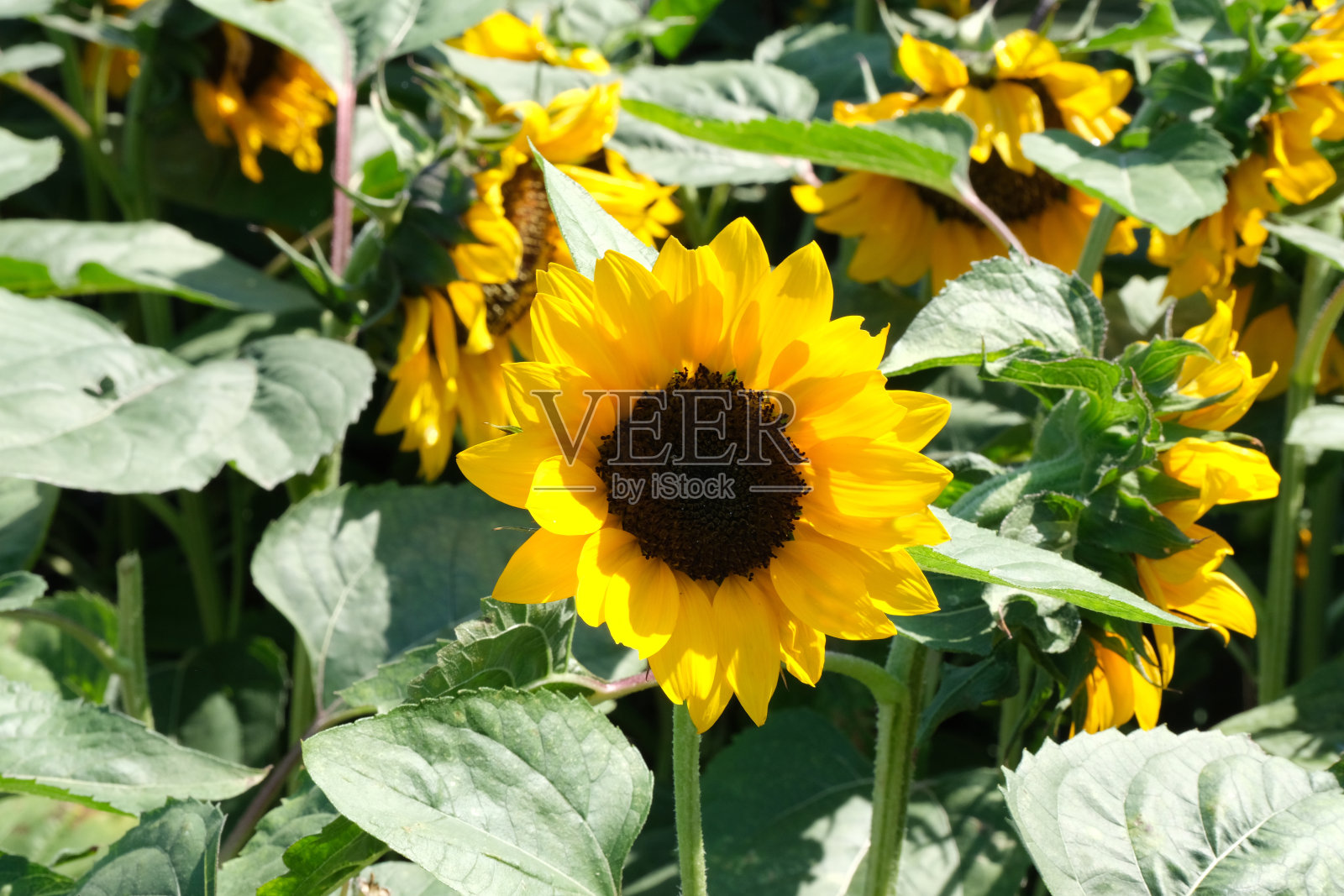 向日葵照片摄影图片