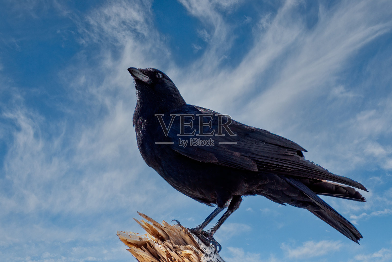 栖息在树上的美洲乌鸦照片摄影图片