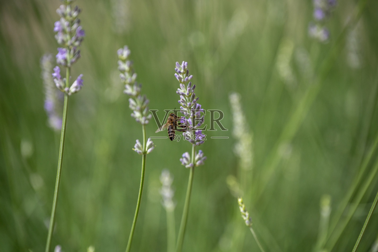 猿猴Lavanda照片摄影图片