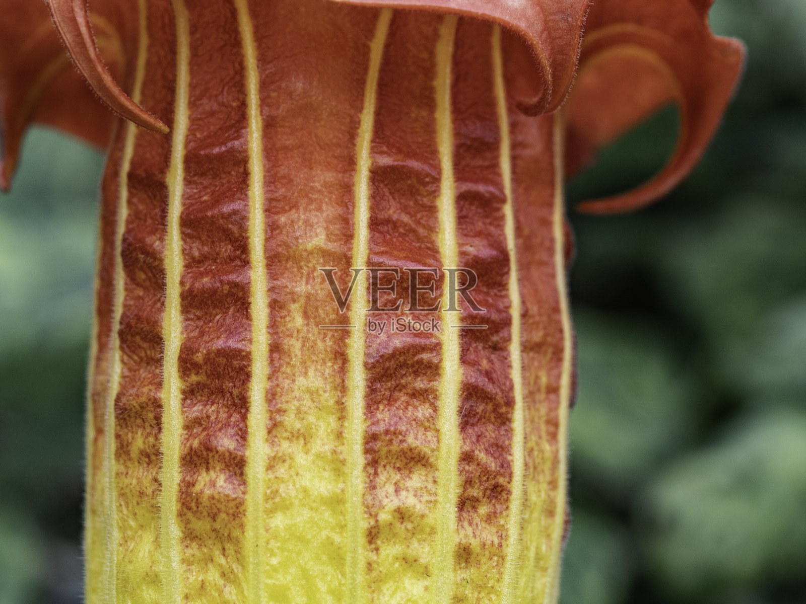 色彩鲜艳的花朵及其纹理的特写照片摄影图片