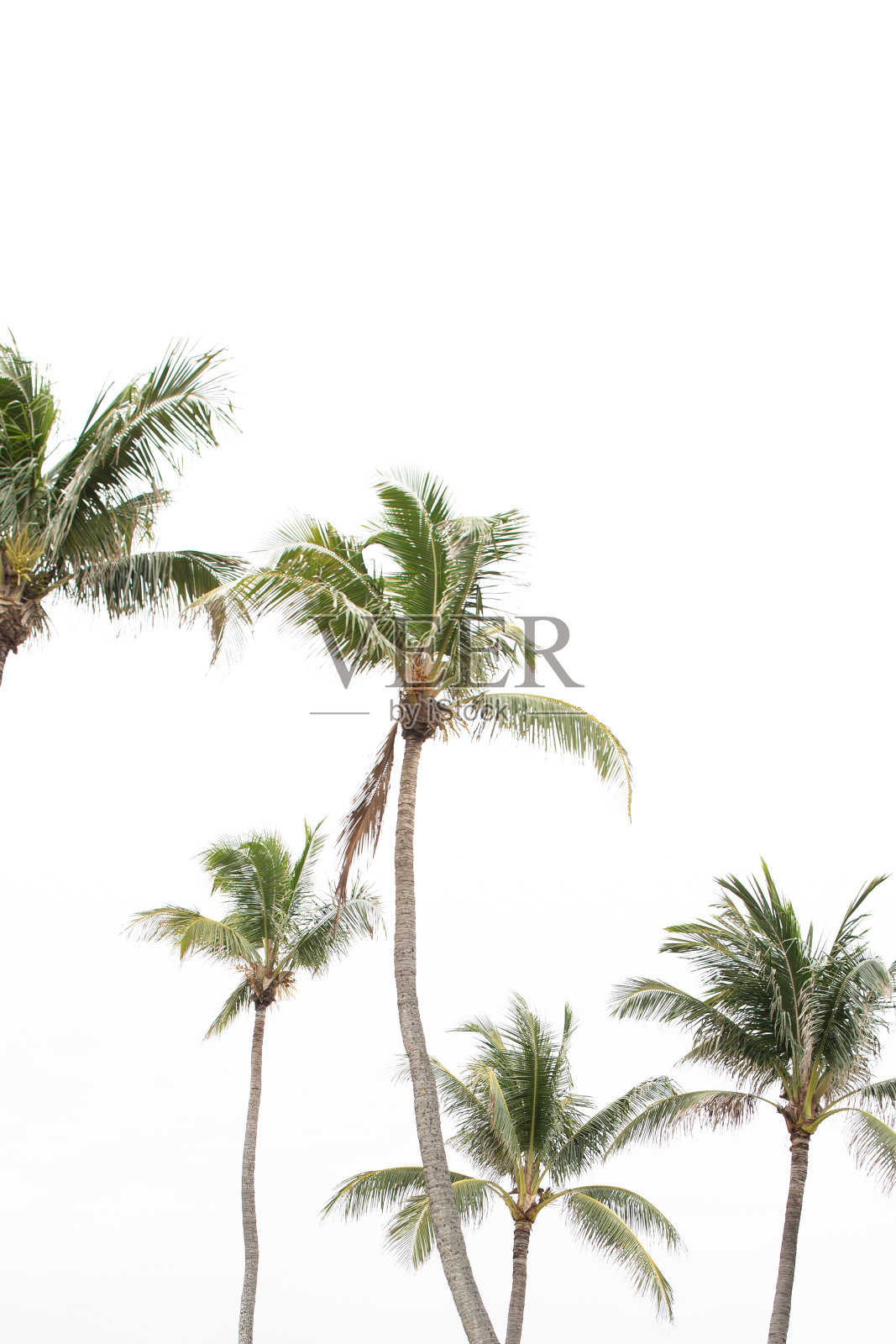 佛罗里达州棕榈滩的热带棕榈树照片摄影图片