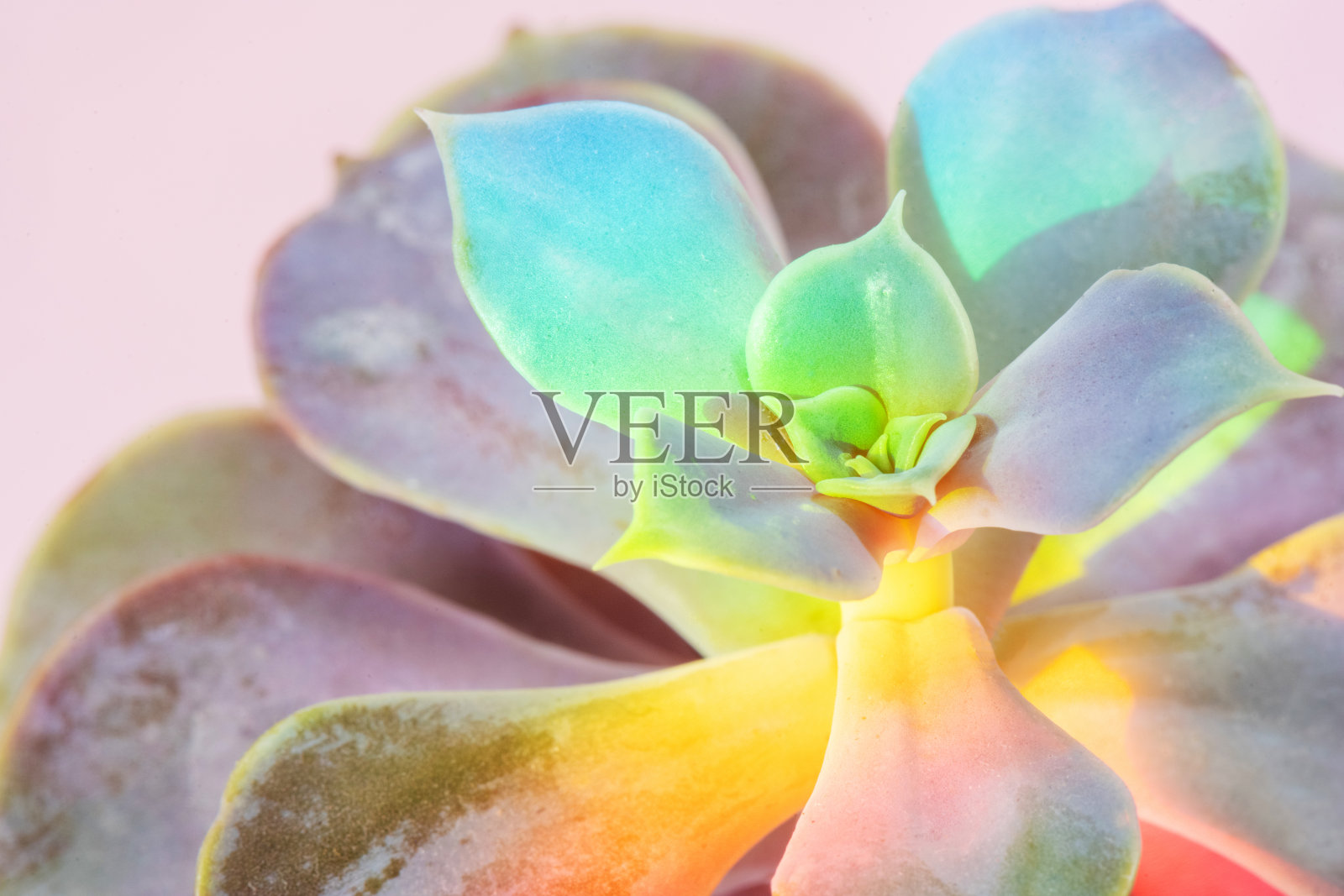 多肉植物叶片上的彩虹光照片摄影图片