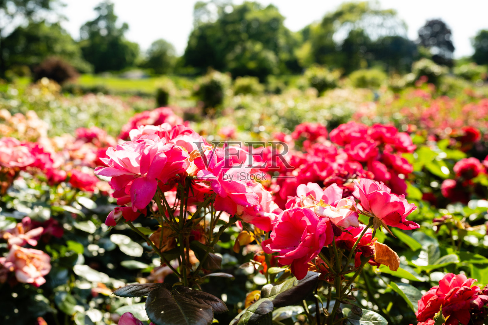 美丽的玫瑰在春日绽放照片摄影图片